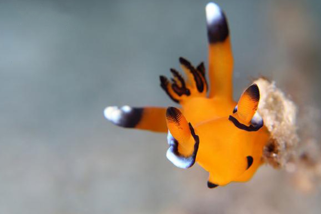 The Sea Slug Frenzy is Real!