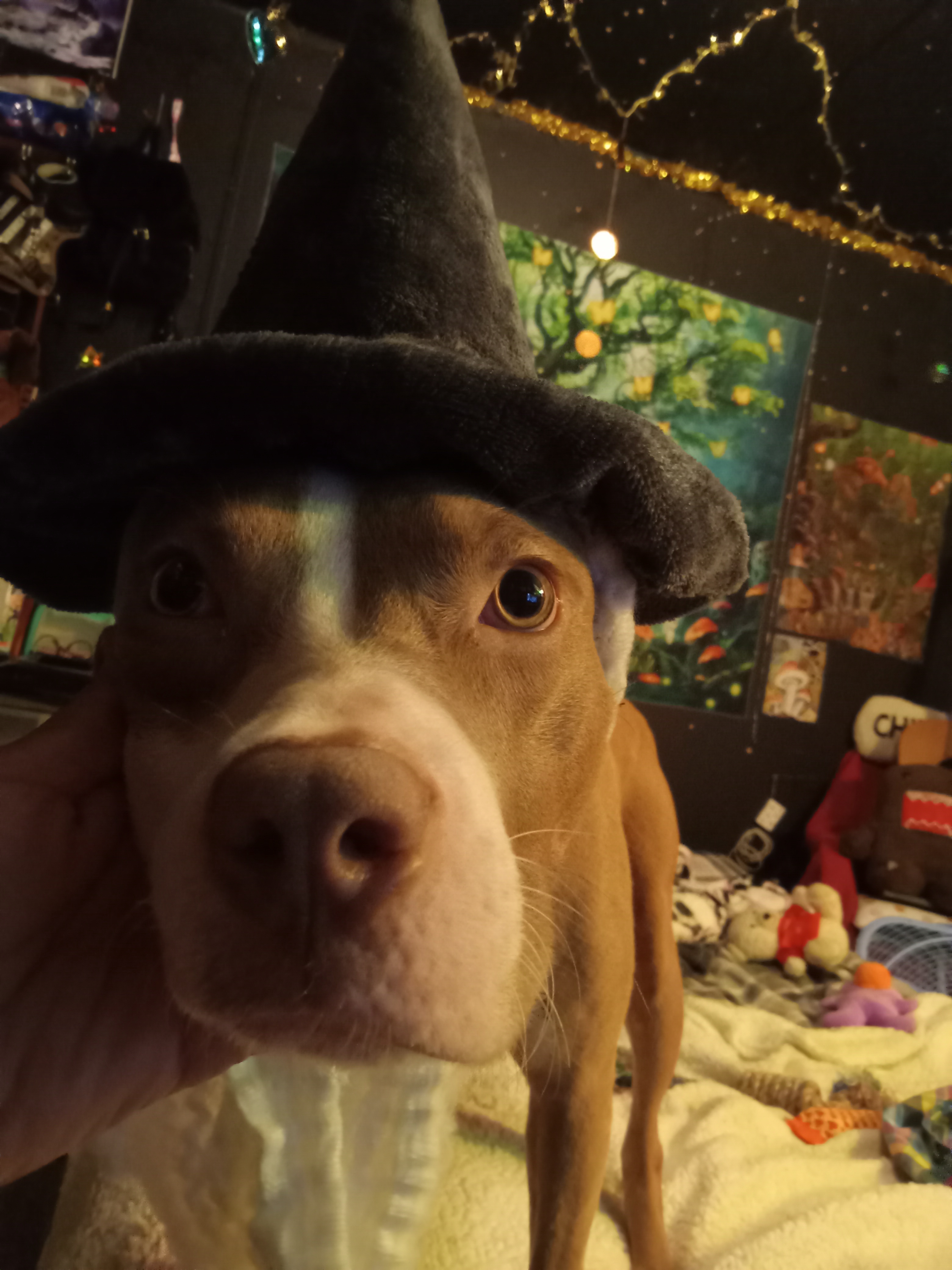 After a Day of Posing and Measuring for This Gandalf Hat, She's Had Enough of Me!