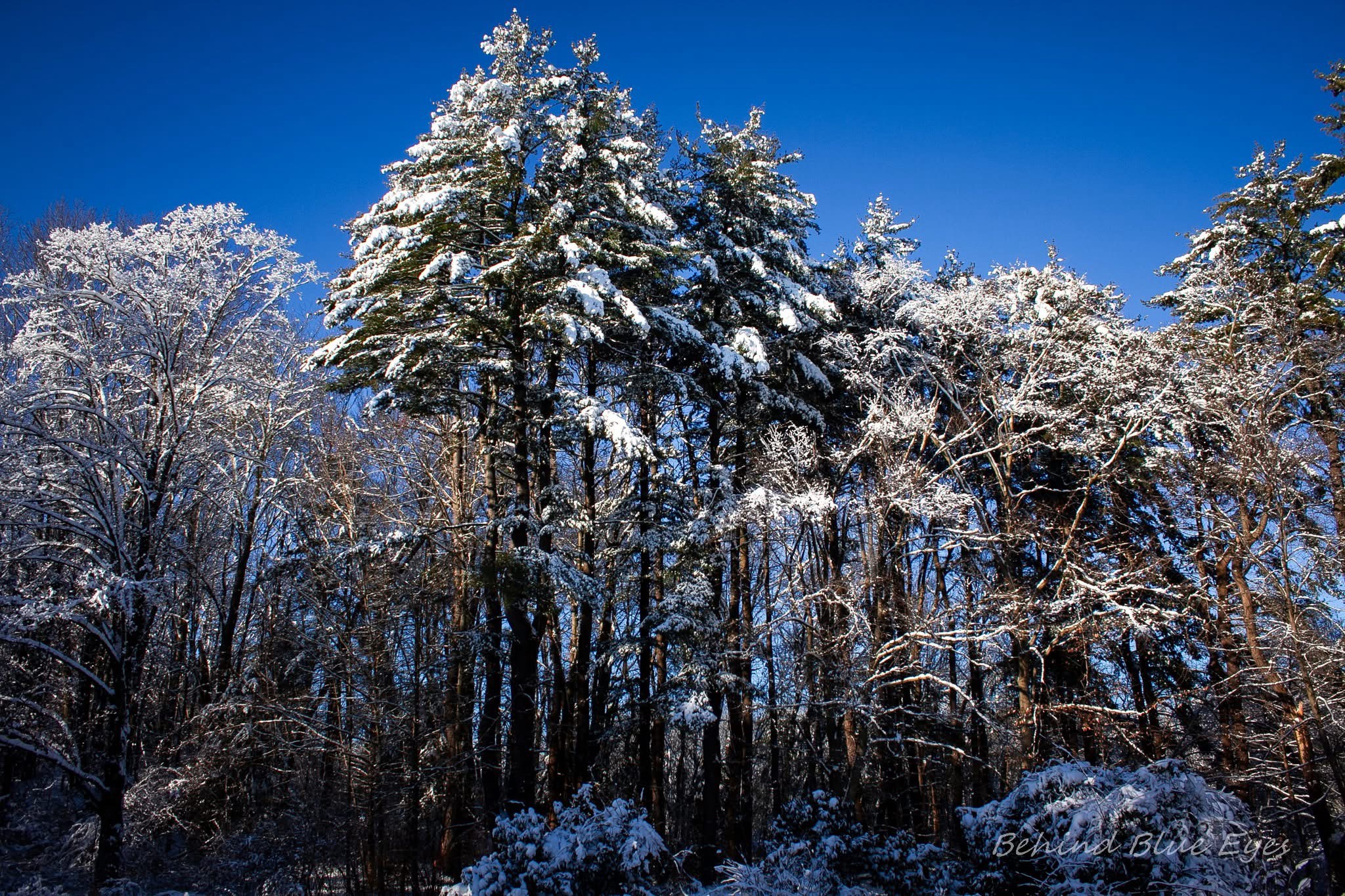 Winter Wonderland: The Beauty of Snow-Covered Trees