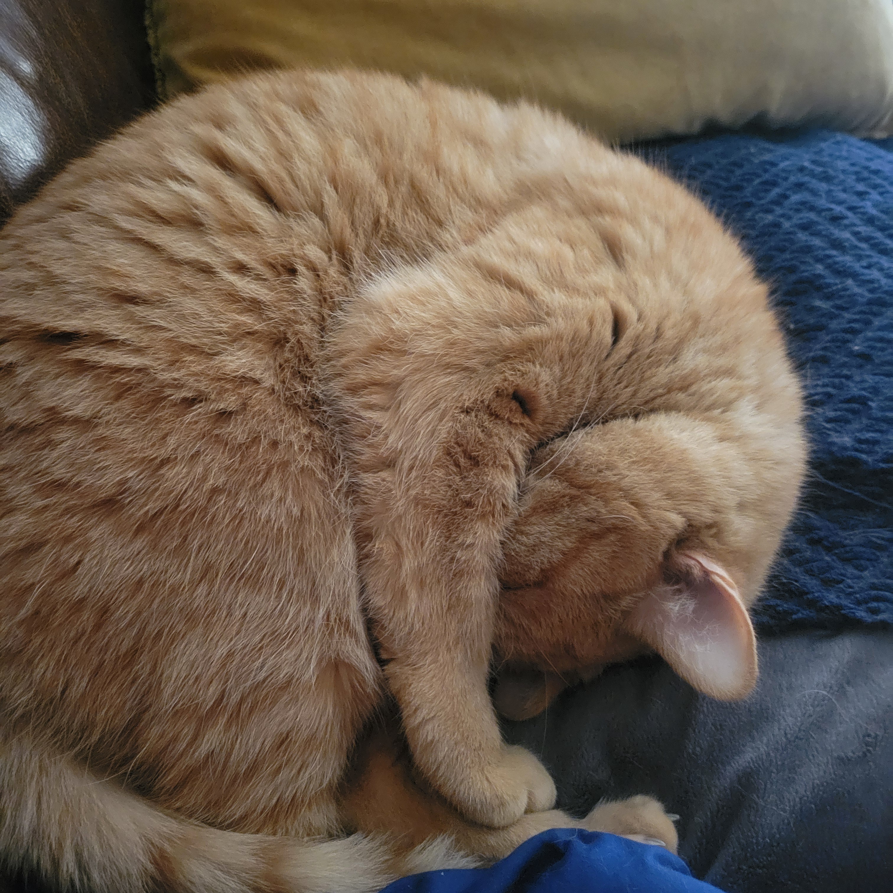 Fibonacci's Influence: Meet Dexter