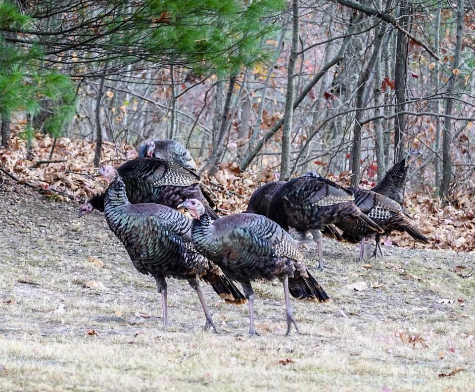 The Unexpected Adventures of Turkeys