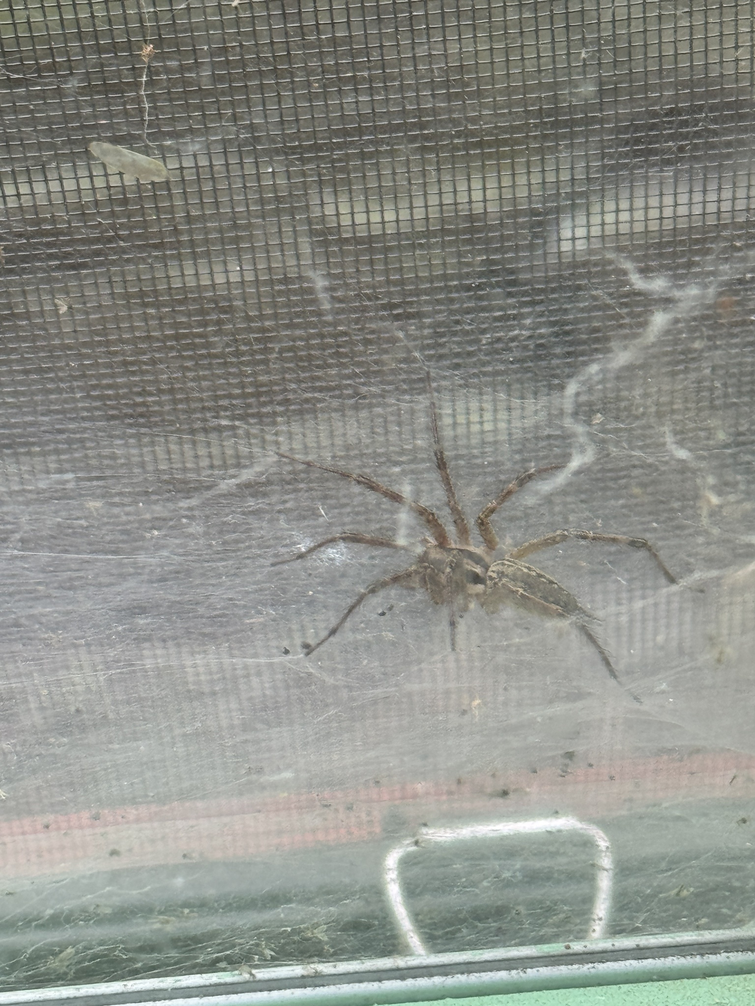 Mystery Spider Alert: Meet Priscilla, Queen of the Window in Upstate New York!