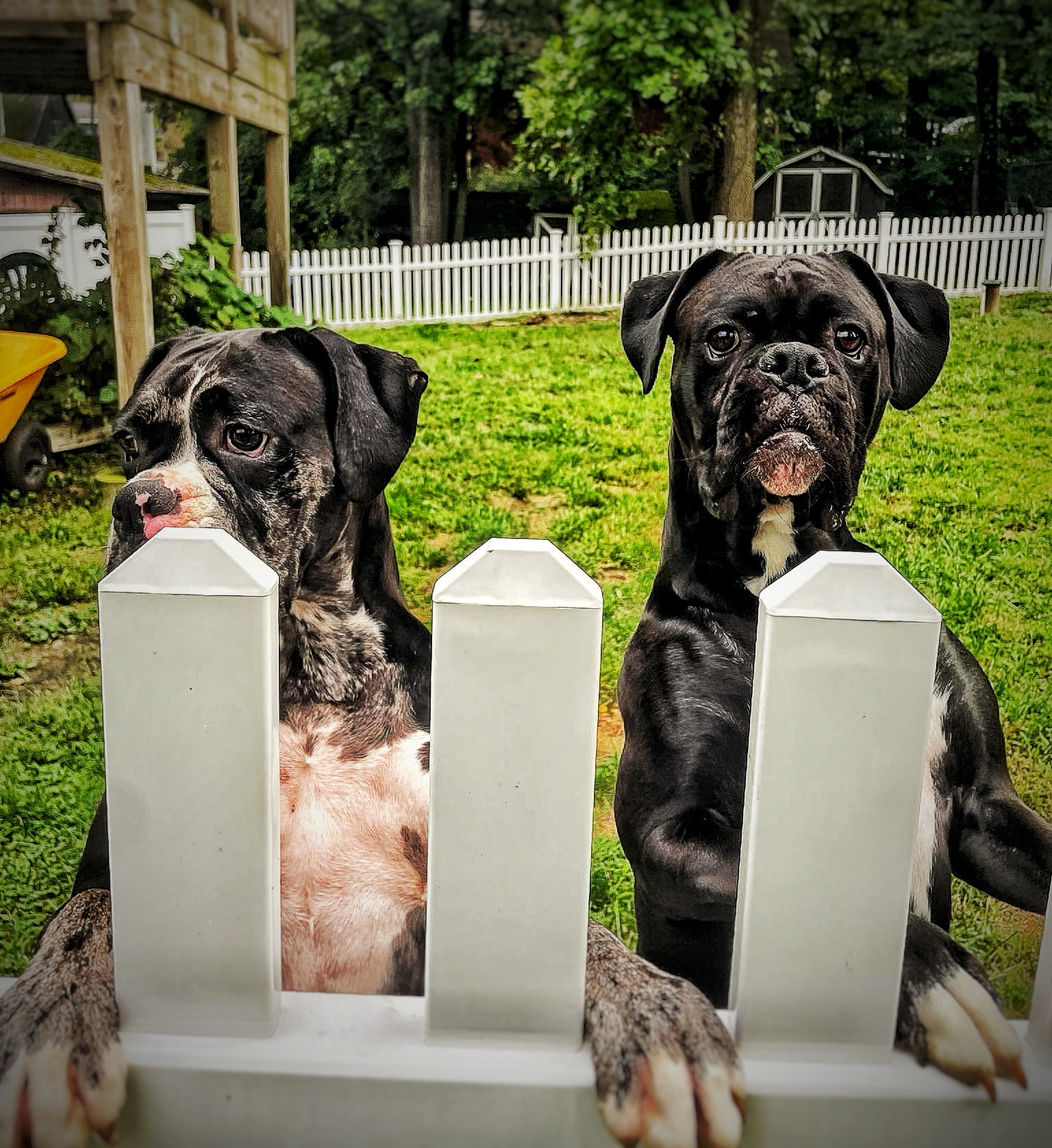 Meet Ubi and Sookie: the dynamic duo you didn't know you needed