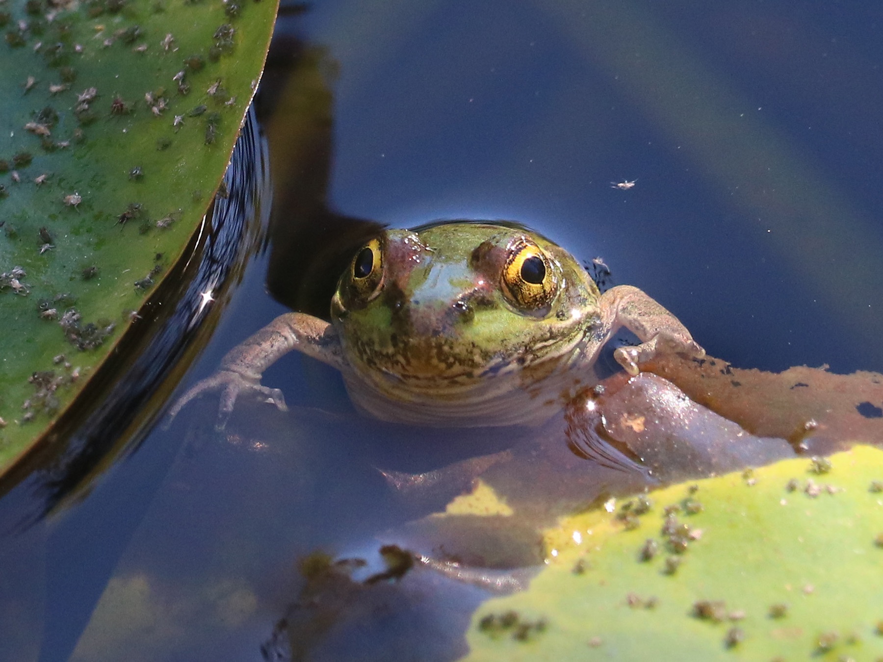 Ready to Kiss the Frog?
