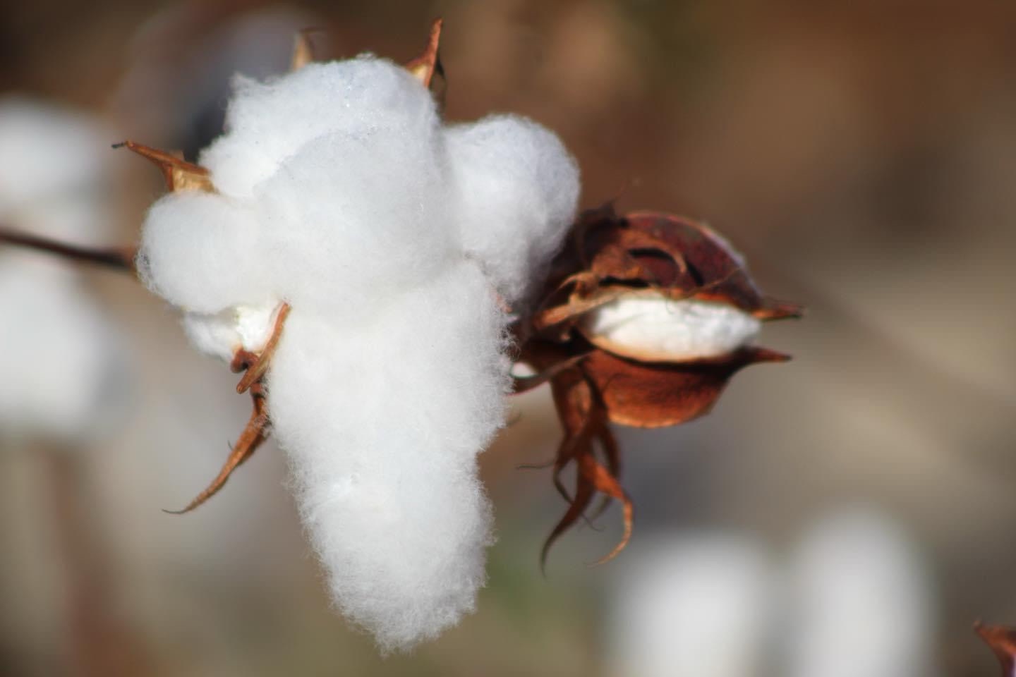 The Soft Comfort of Cotton