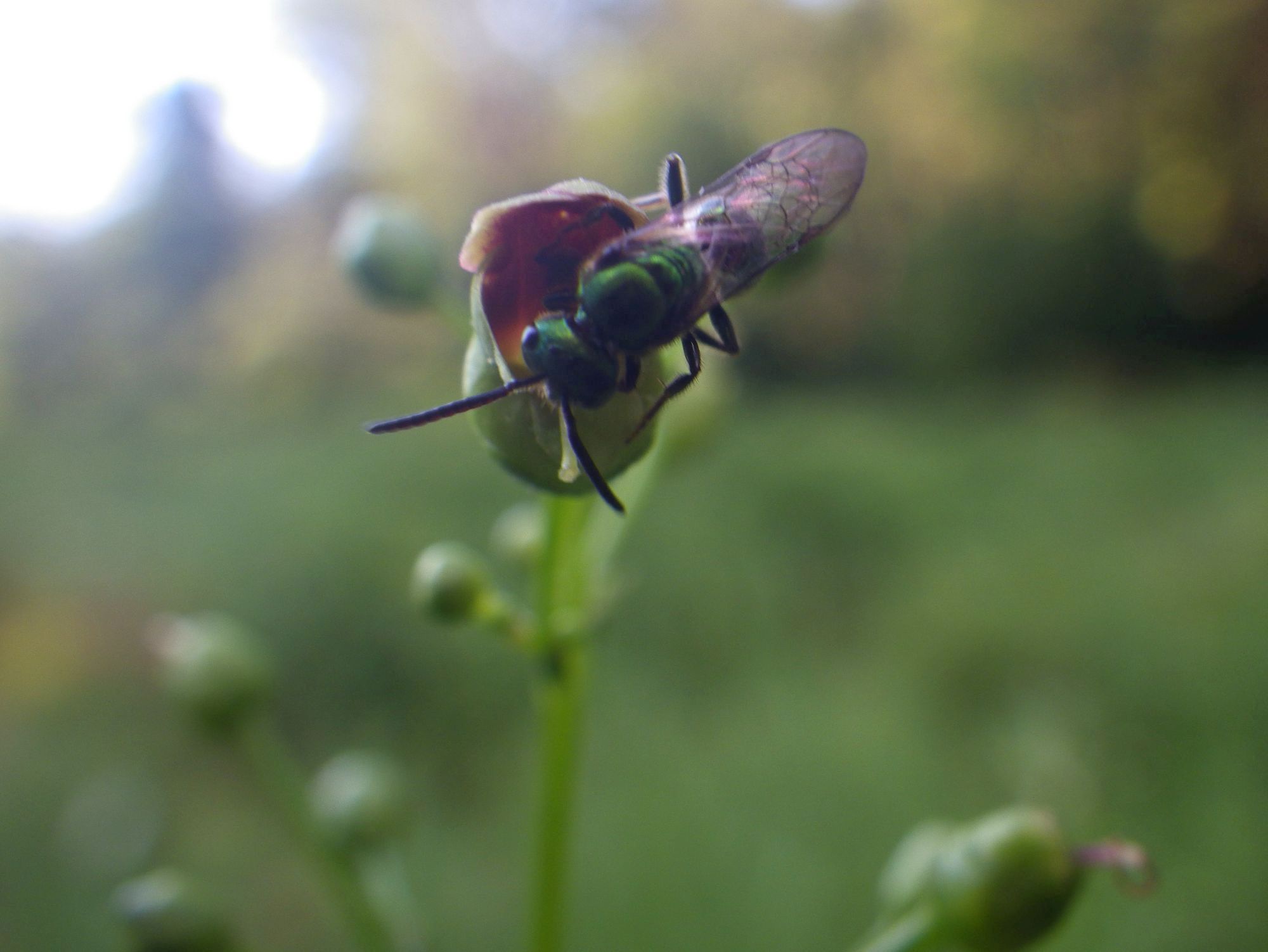 Meet the Dazzling Green Metallic Sweat Bee