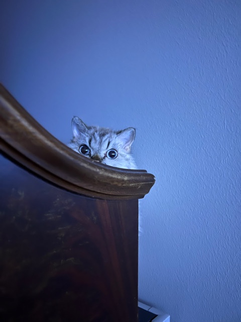 Greetings, Human Friend!