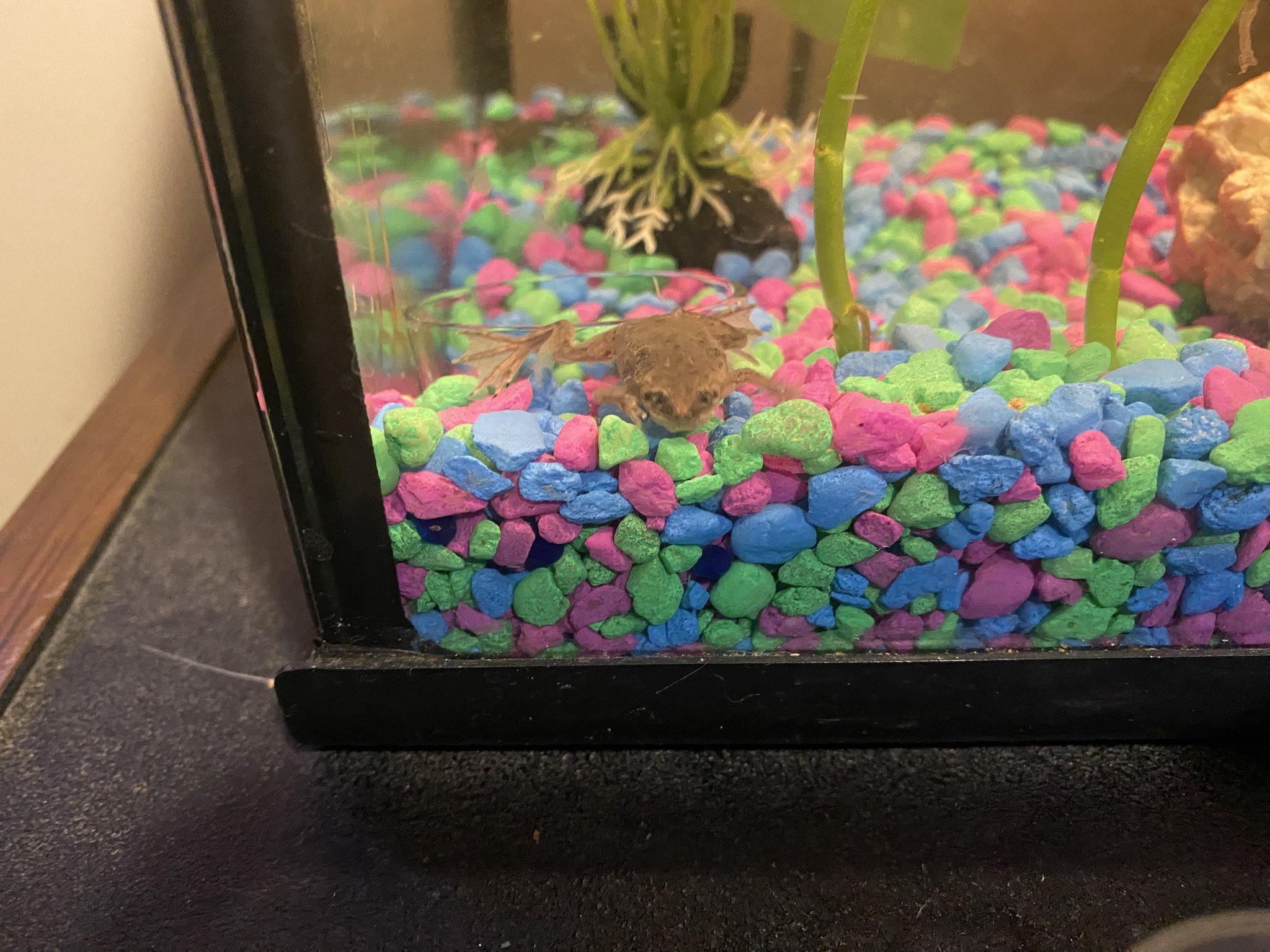 Frogs: The Big and the Small