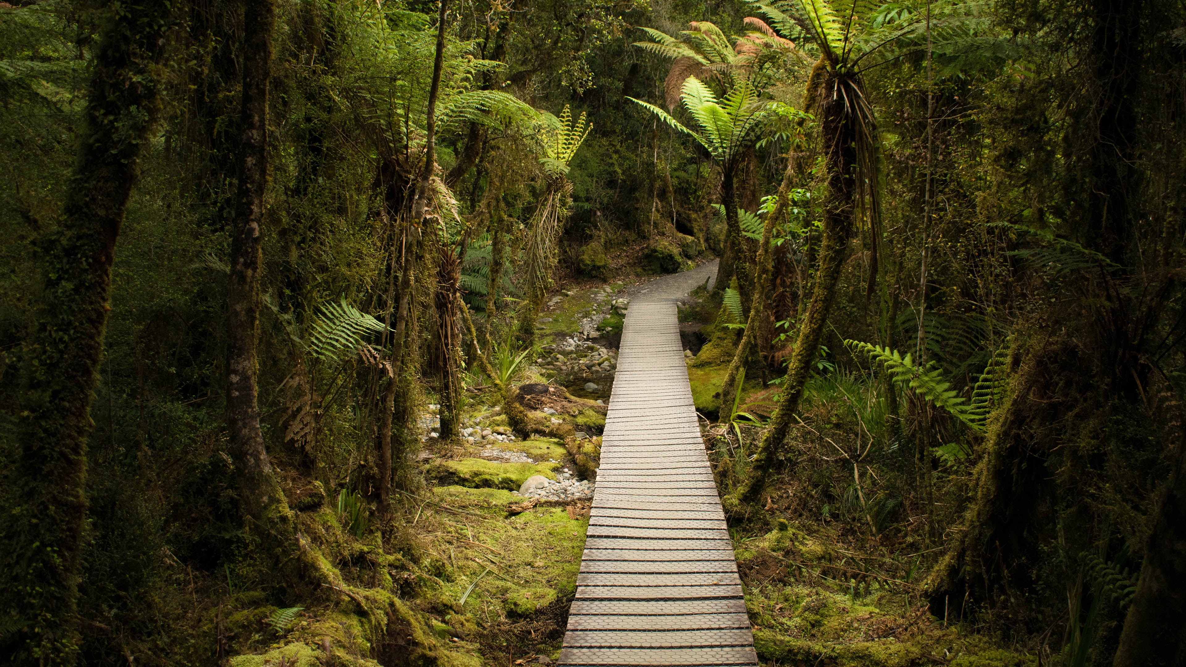 A Peaceful Stroll Through the Rainforest