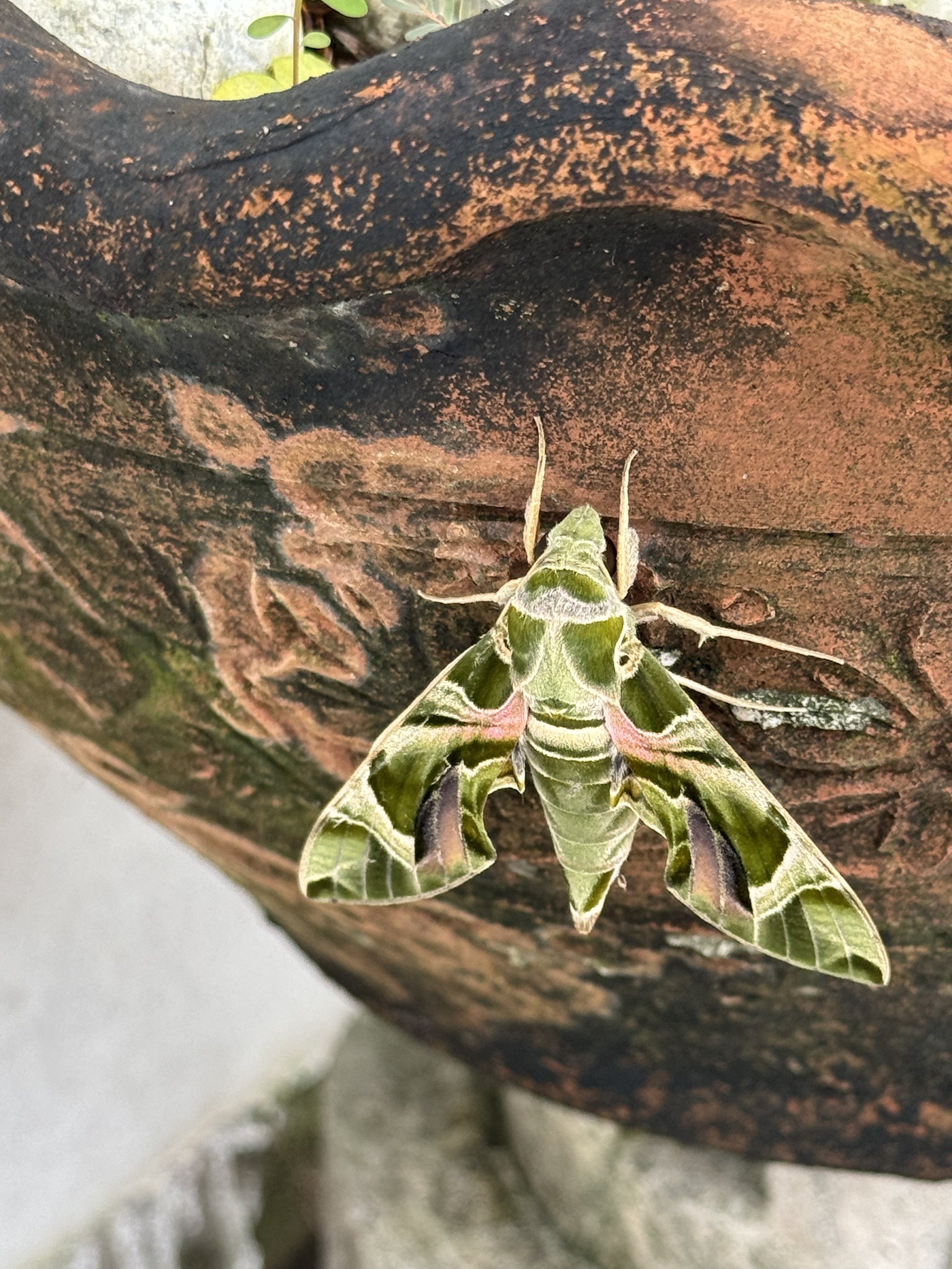 Unexpected Garden Discovery