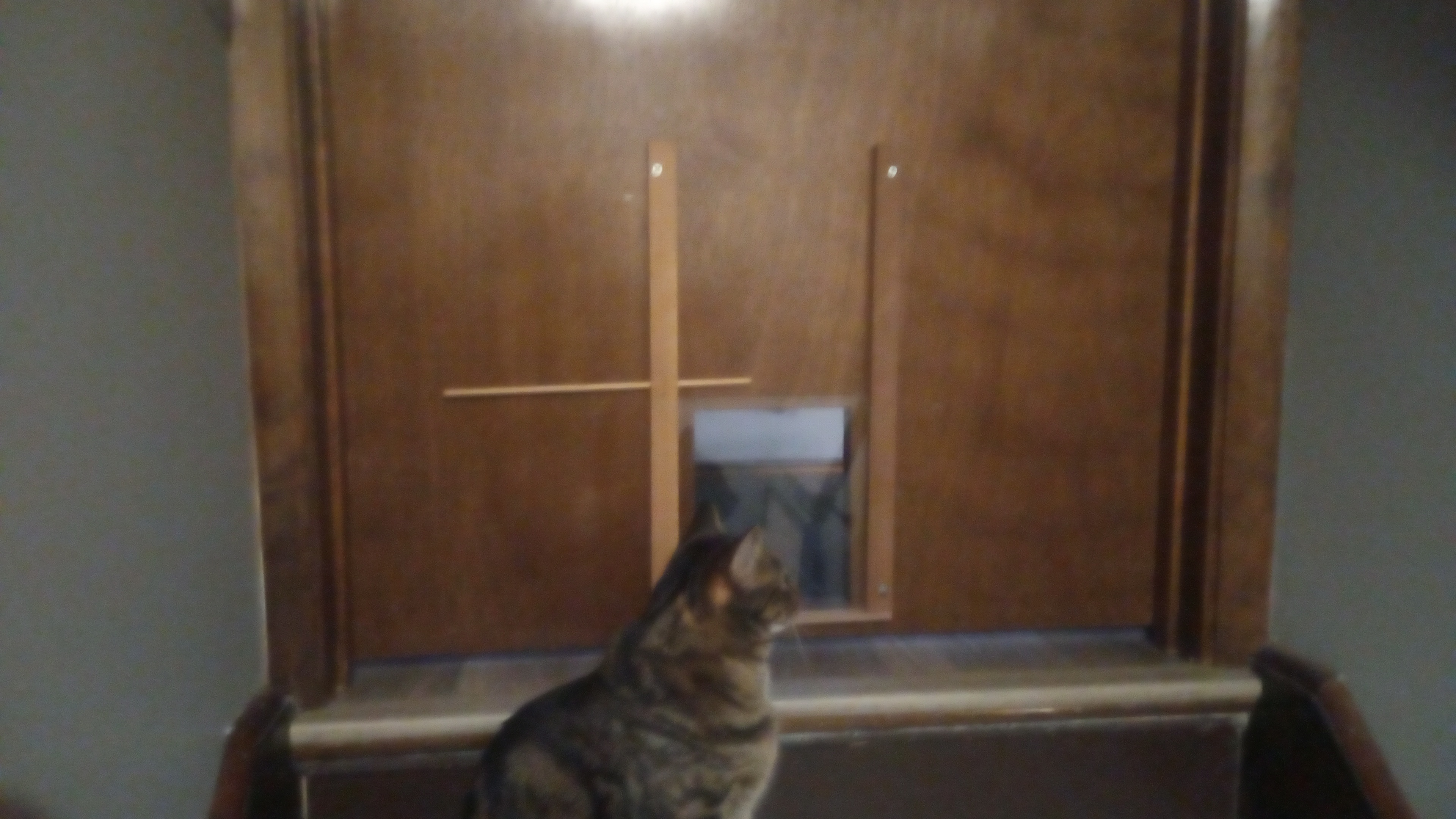 A Clever Kitty Solving the Puzzle