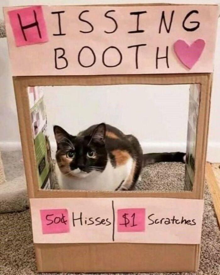Purrfect Cat Memes to Brighten Your Day