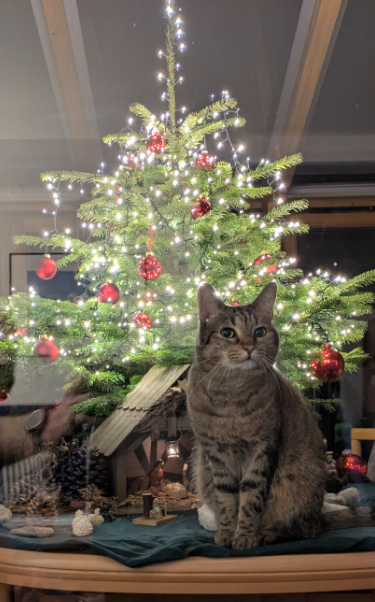 Capturing the Joy: Our Christmas Photo