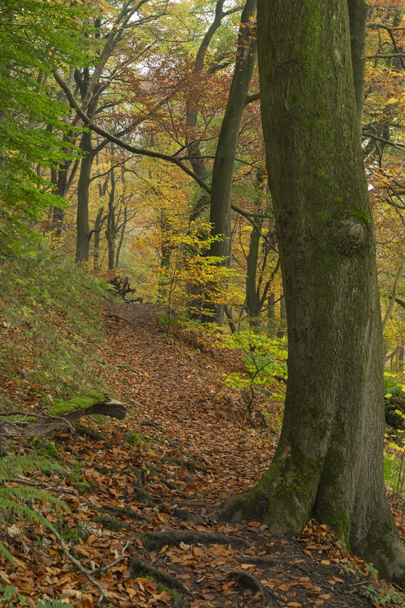 A Serene Stroll Through the Woodland