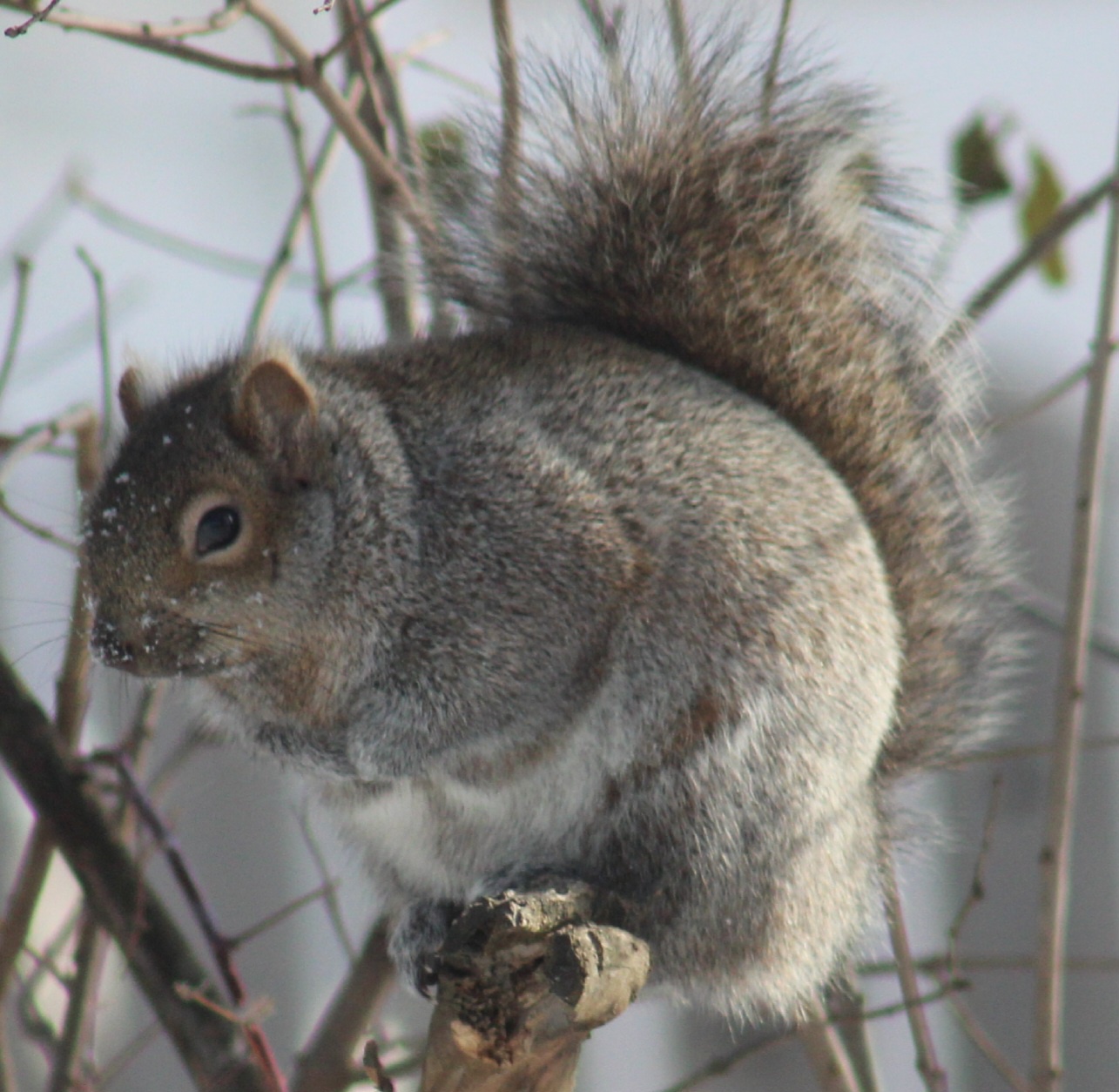 Adventurous Squirrel on a Mission