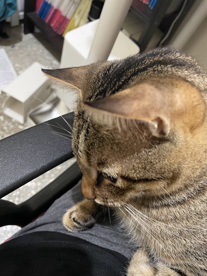 Feline Frenzy: Another Cat to Brighten Your Day