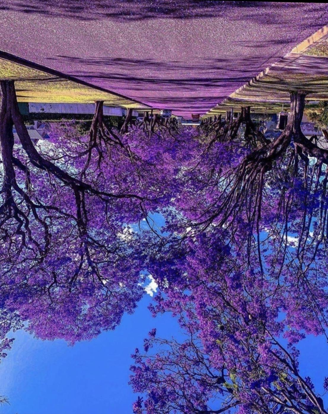 Brisbane's Beautiful Spring Vibes