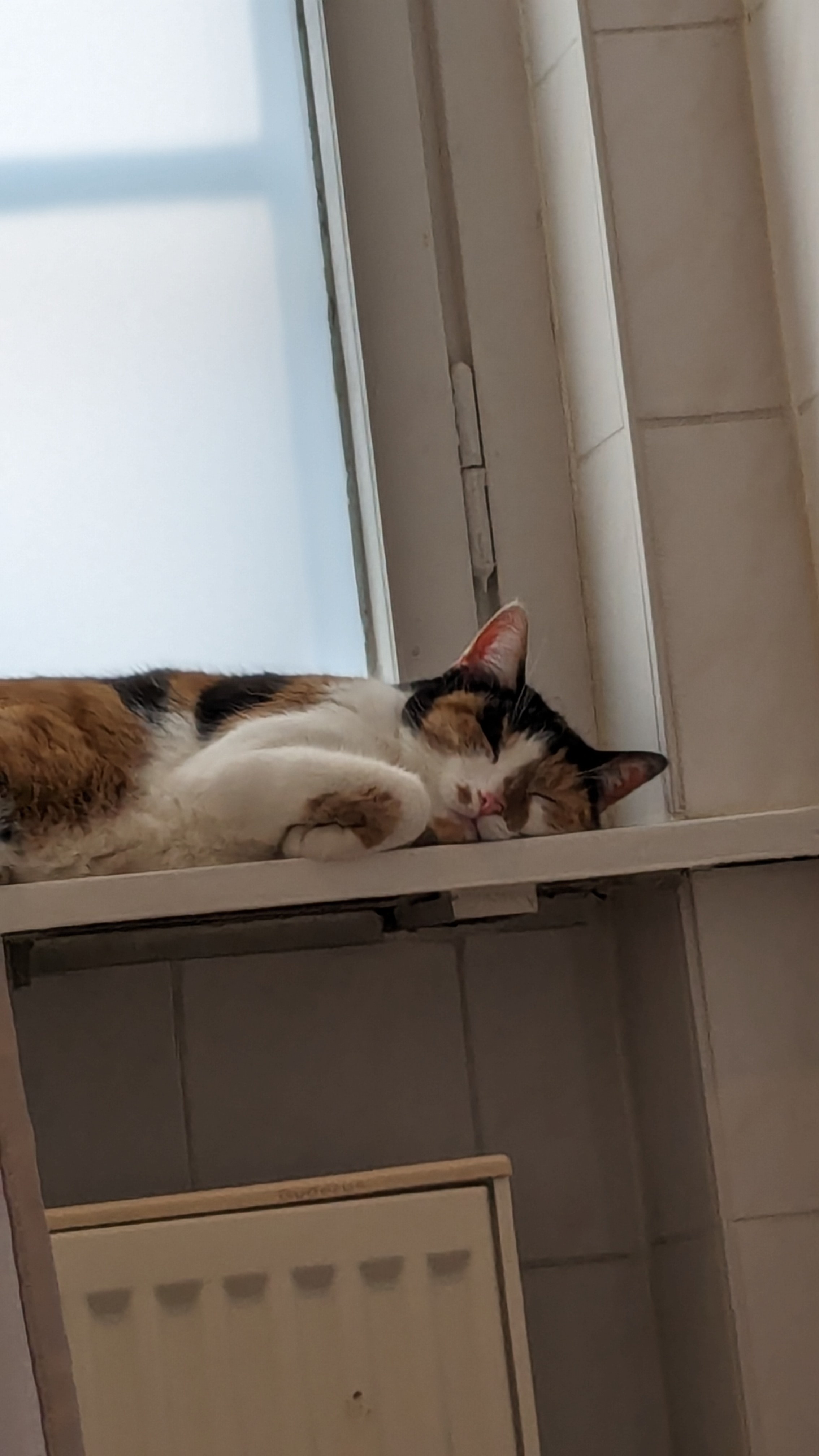 Apologies, Hinata, my beloved feline friend