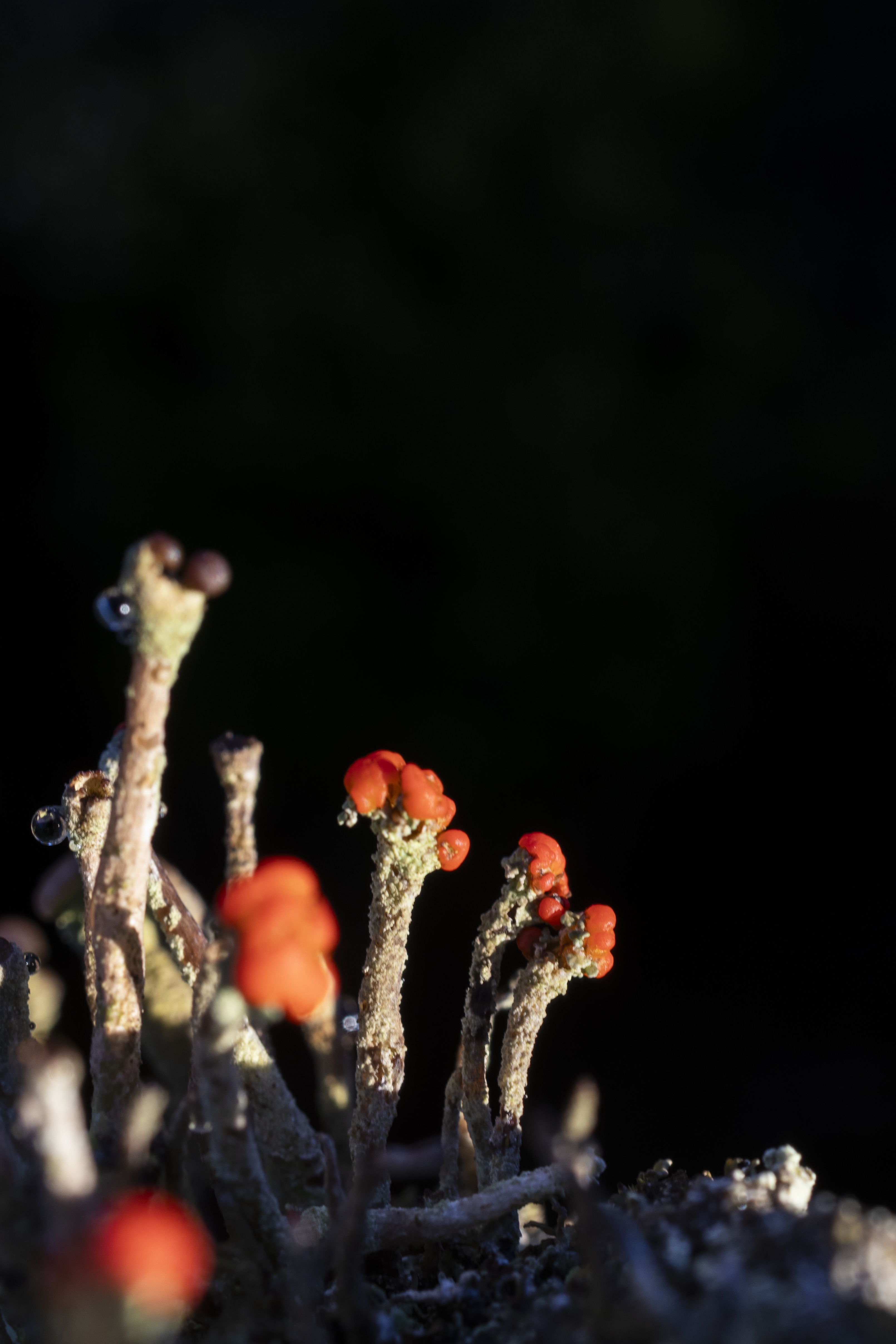 Nature moment of the day #33 - Are Devil's Matchsticks just idle toys?