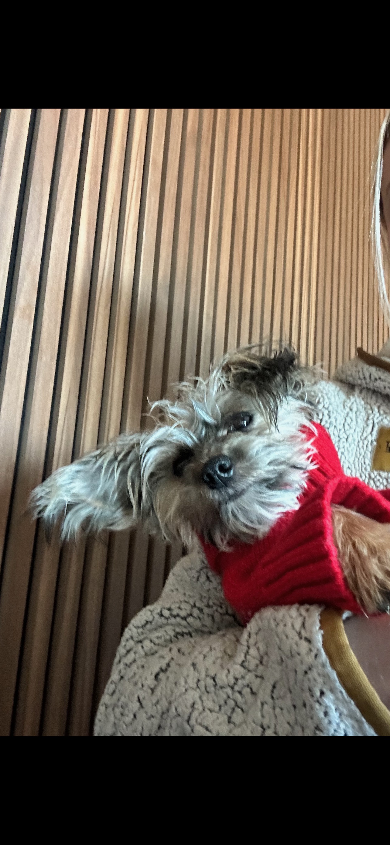 Alfie Looking Adorable in His Cozy Red Sweater!