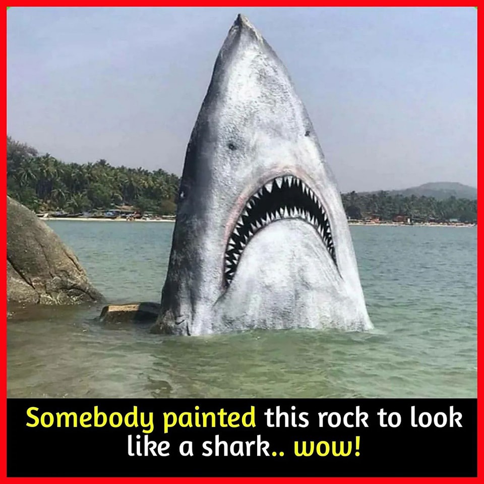 Rocking Out with Shark Rock: A Musical Adventure