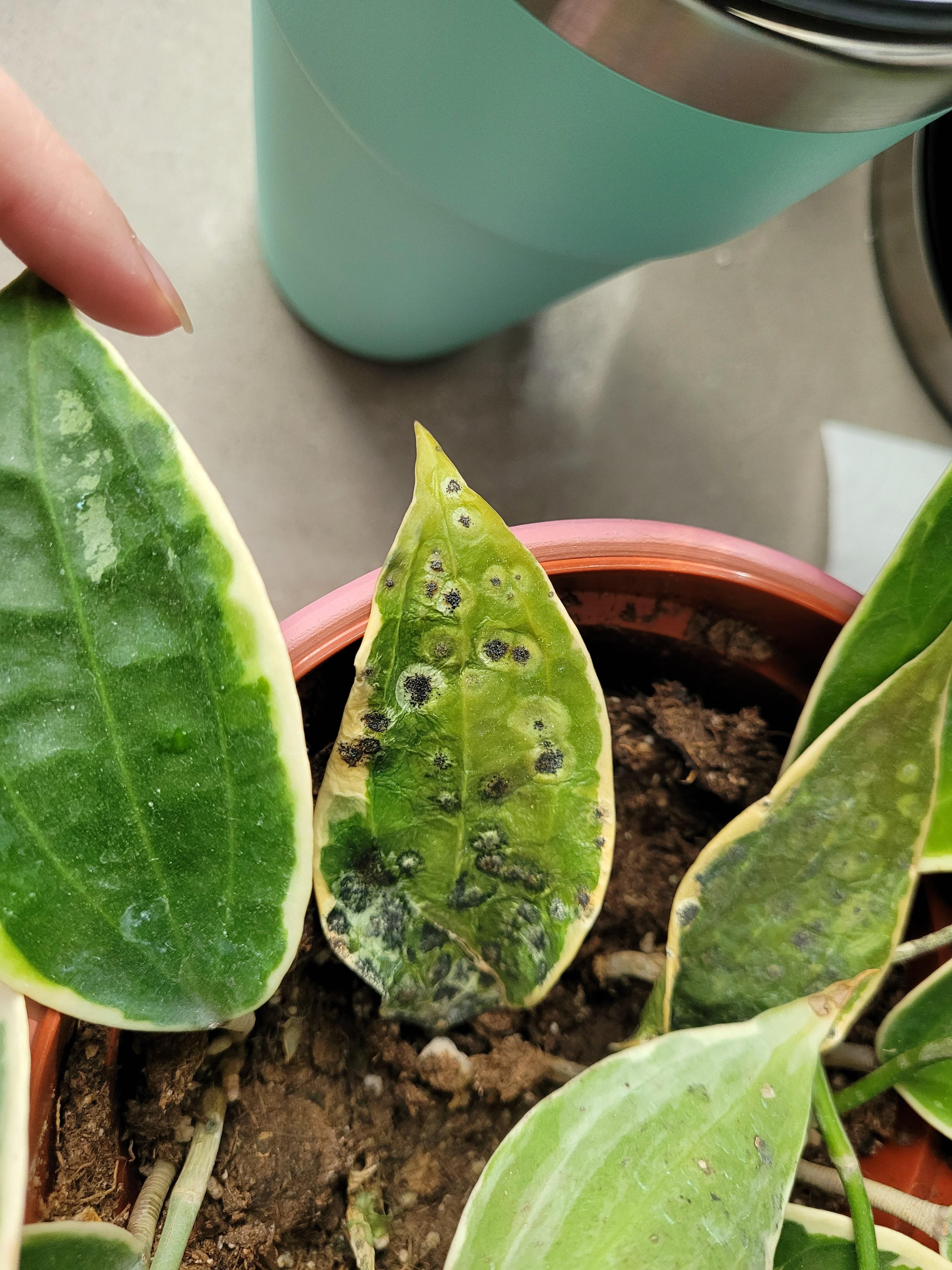 Struggles with Hoya Macrophylla