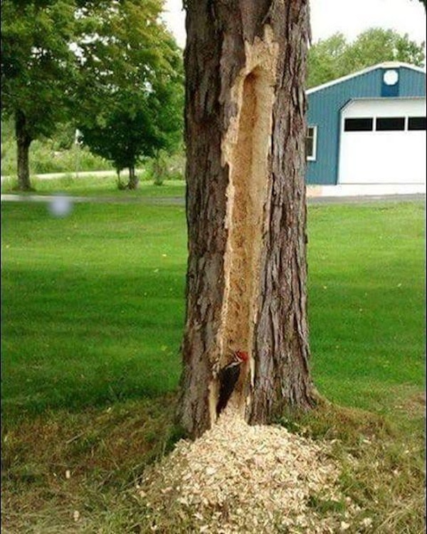Unwavering Determination in Action...