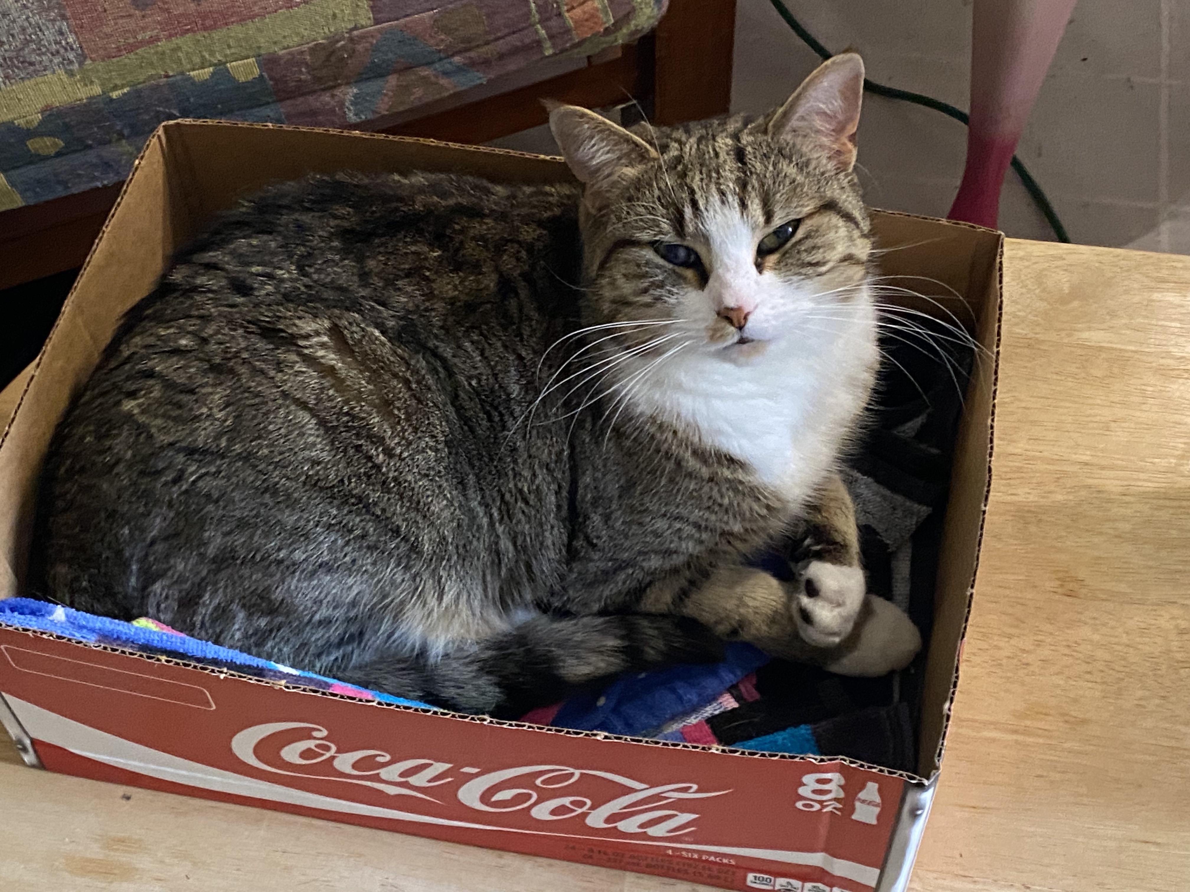 The Mysterious Box of Kittens