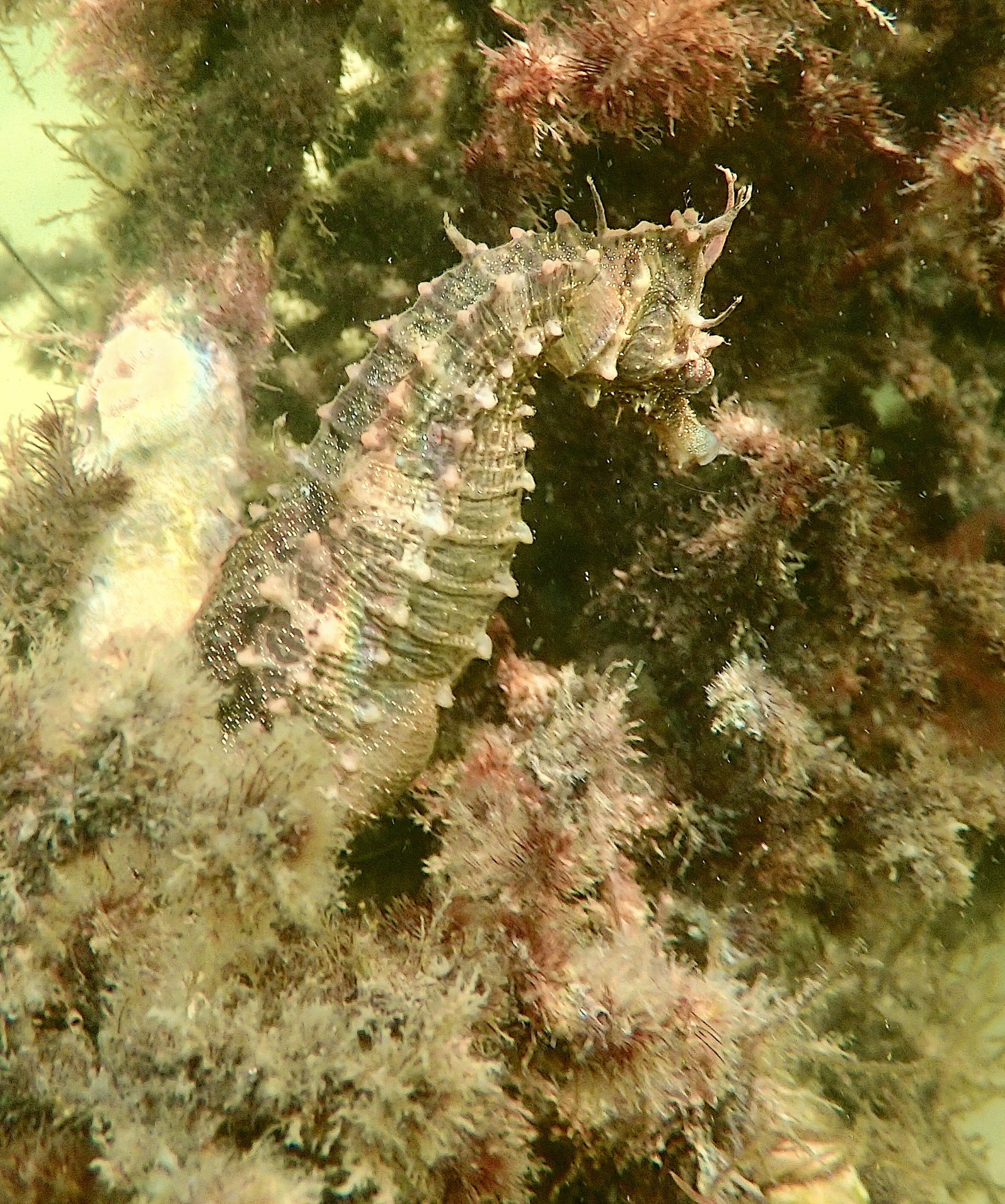 I Spotted a Seahorse!