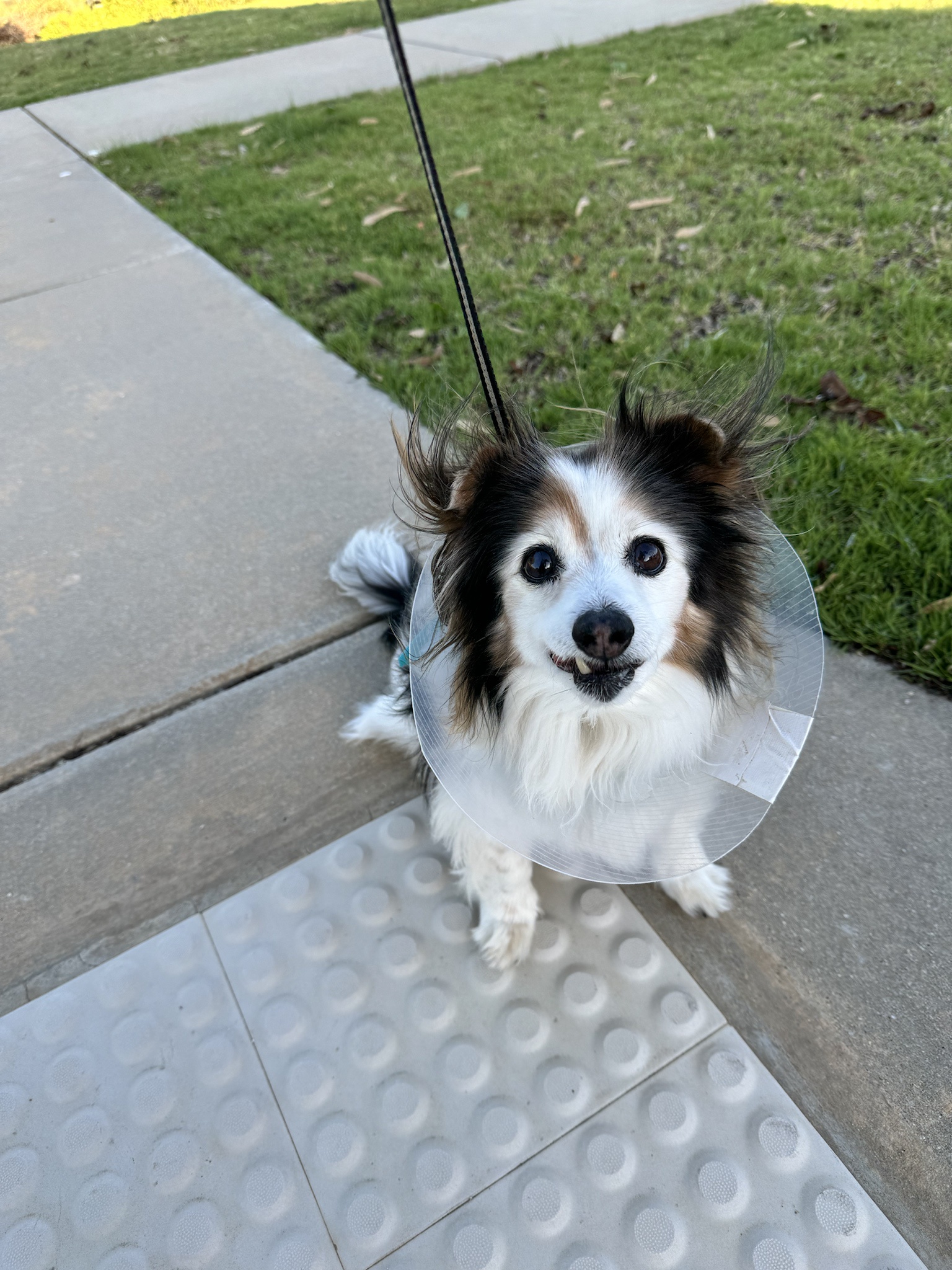 Daily Dose of Cuteness: A Photo of My Dog Panko