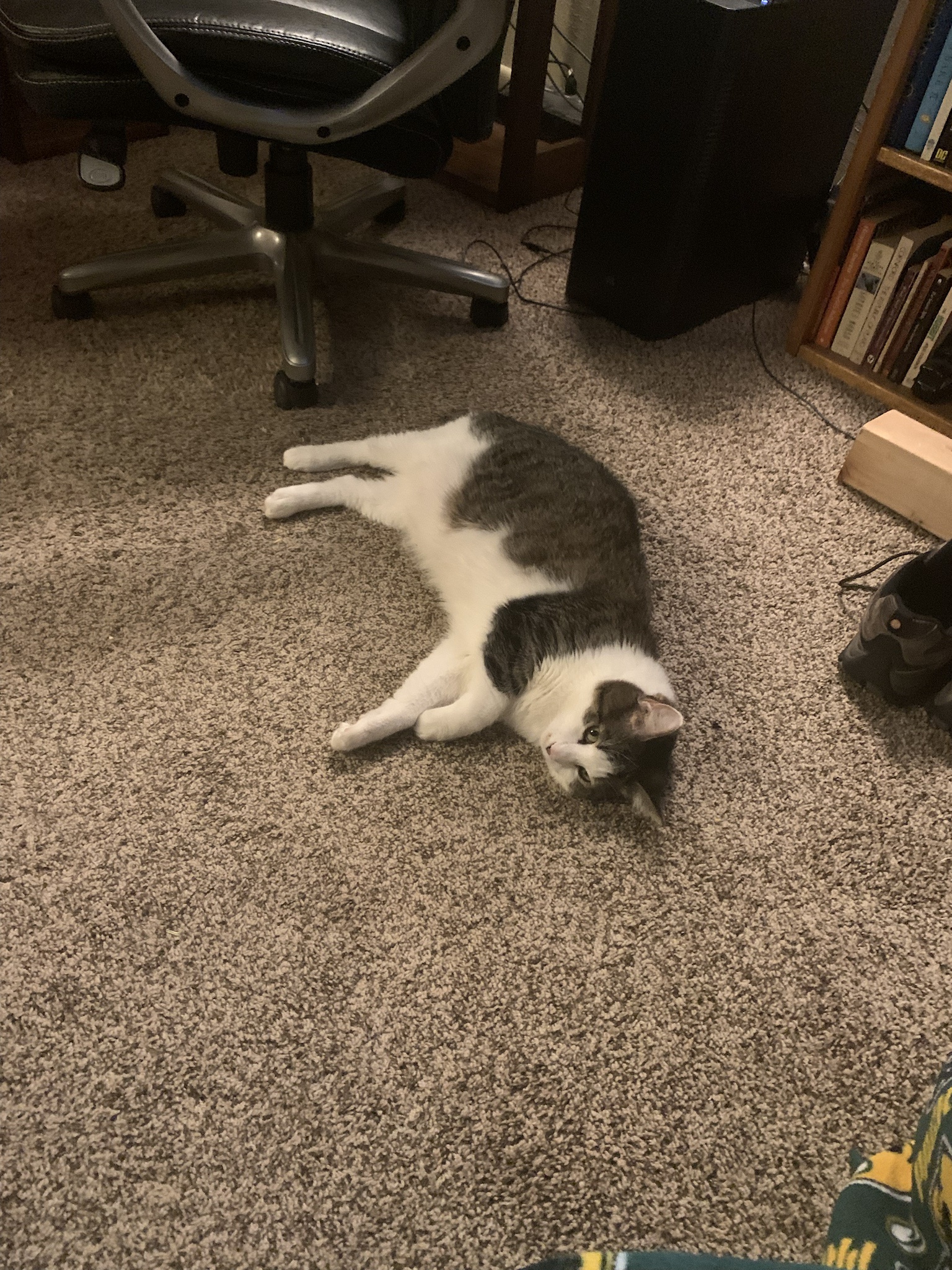 I Can't Fix the Trauma, But Here's a Cute Cat to Brighten Your Day