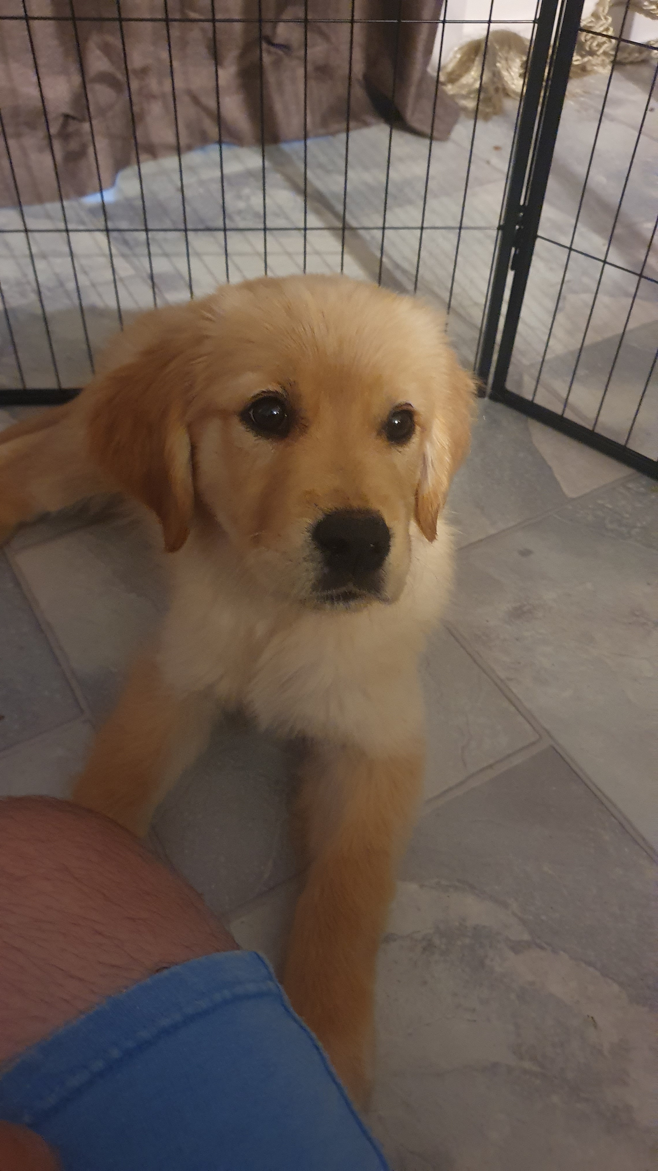 Adopted a golden retriever puppy and suddenly faced some unexpected emotional challenges.