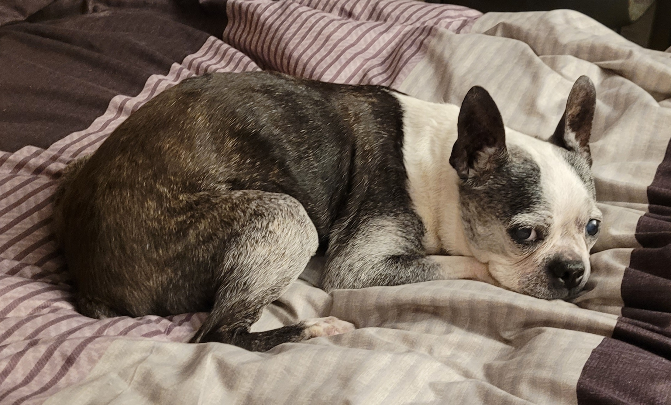 The Charming Old Lady