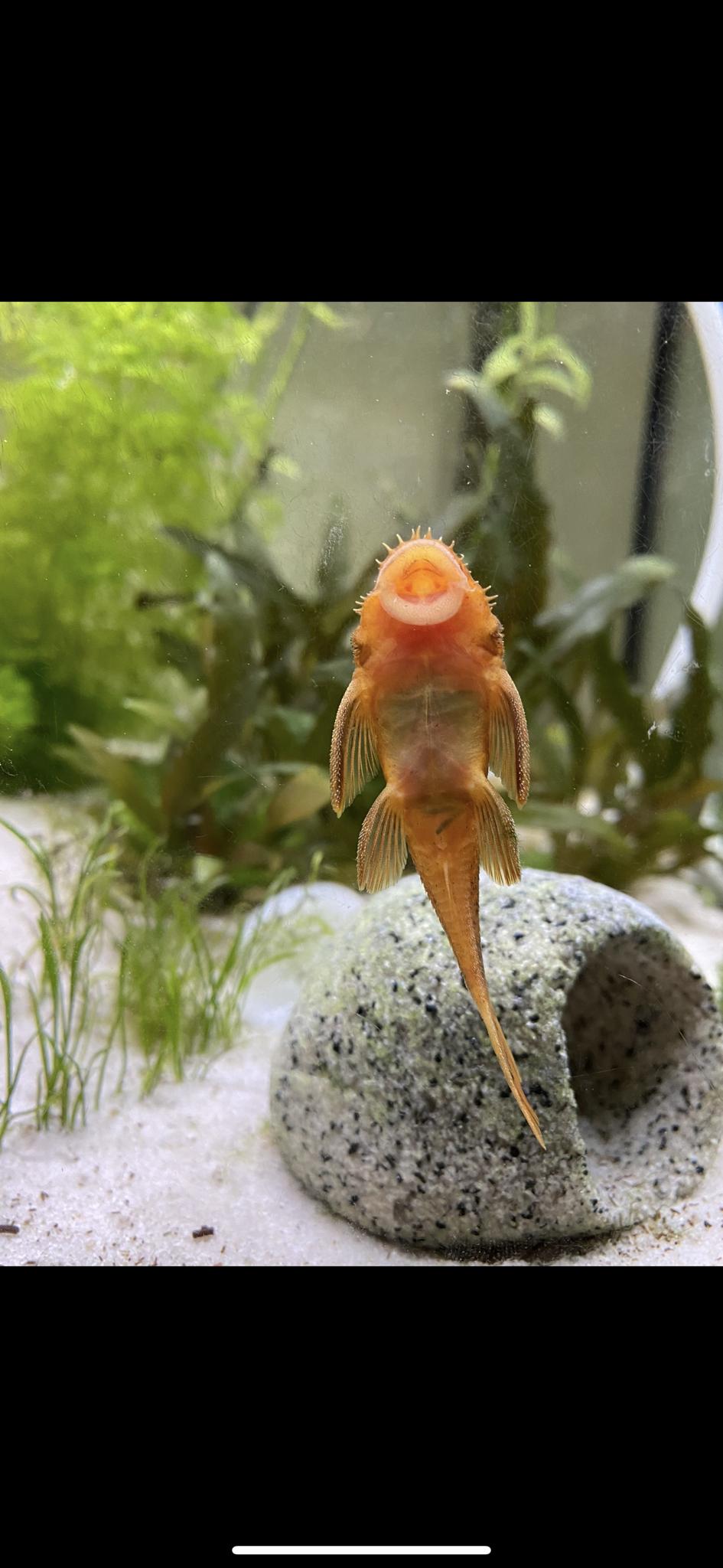 Meet the Bristlenose Pleco!