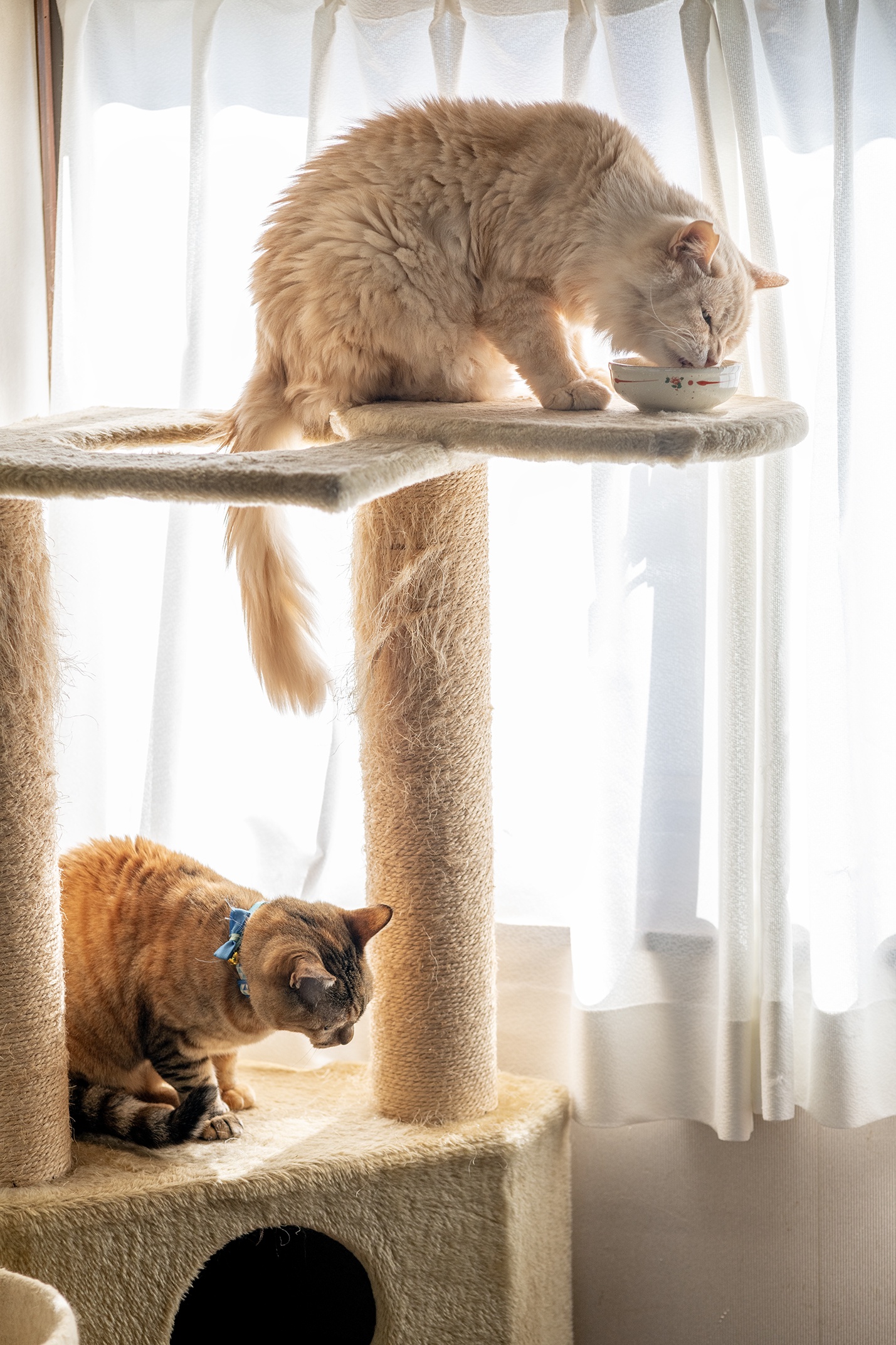 More Adorable Cat Tower Moments