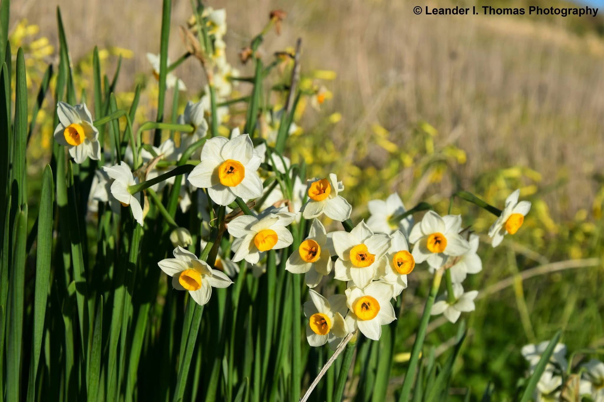 A Beautiful Field of Daffodils in Full Bloom