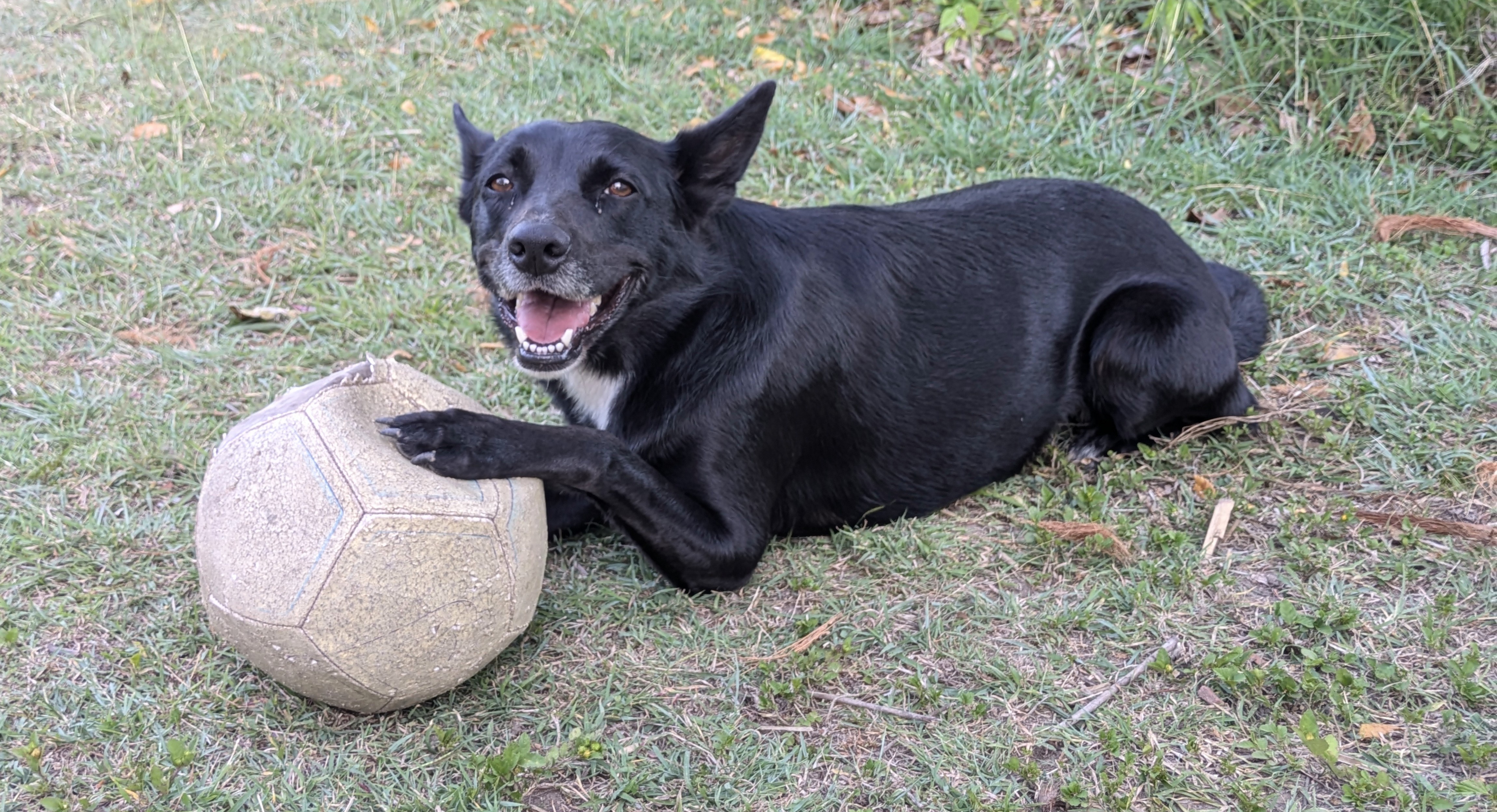 Meet Willow: My Dog, Not Your Everyday Pup