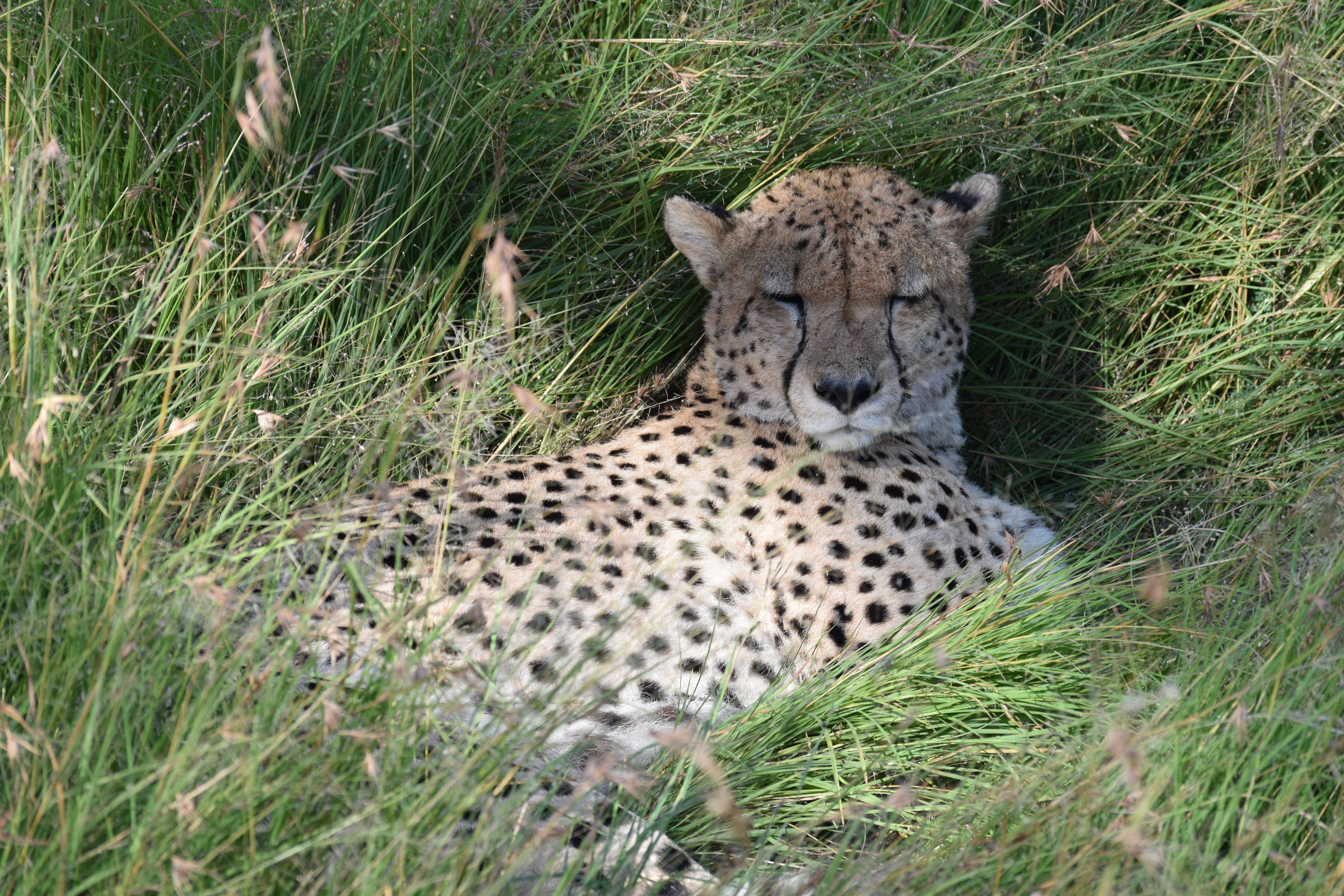 The Majestic Cheetah in Action