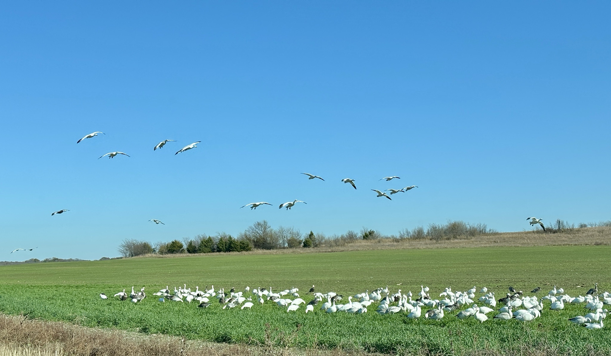 The Quirky Chronicles of Geese