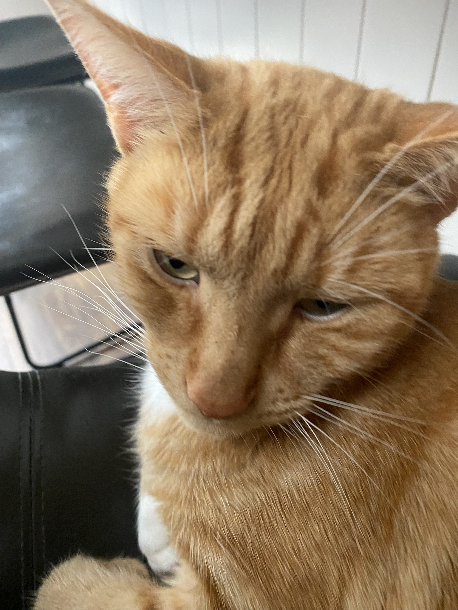 Biscuit's Daily Snapshot: A Moment Captured