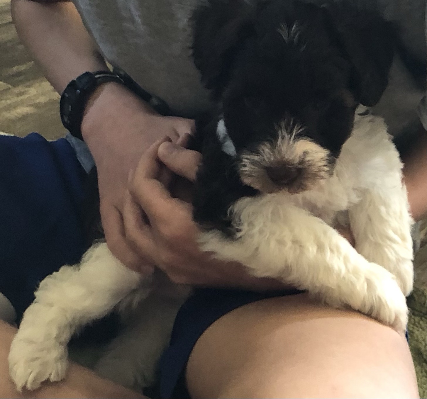 Pup Dump: A Collection of Adorable Canine Moments