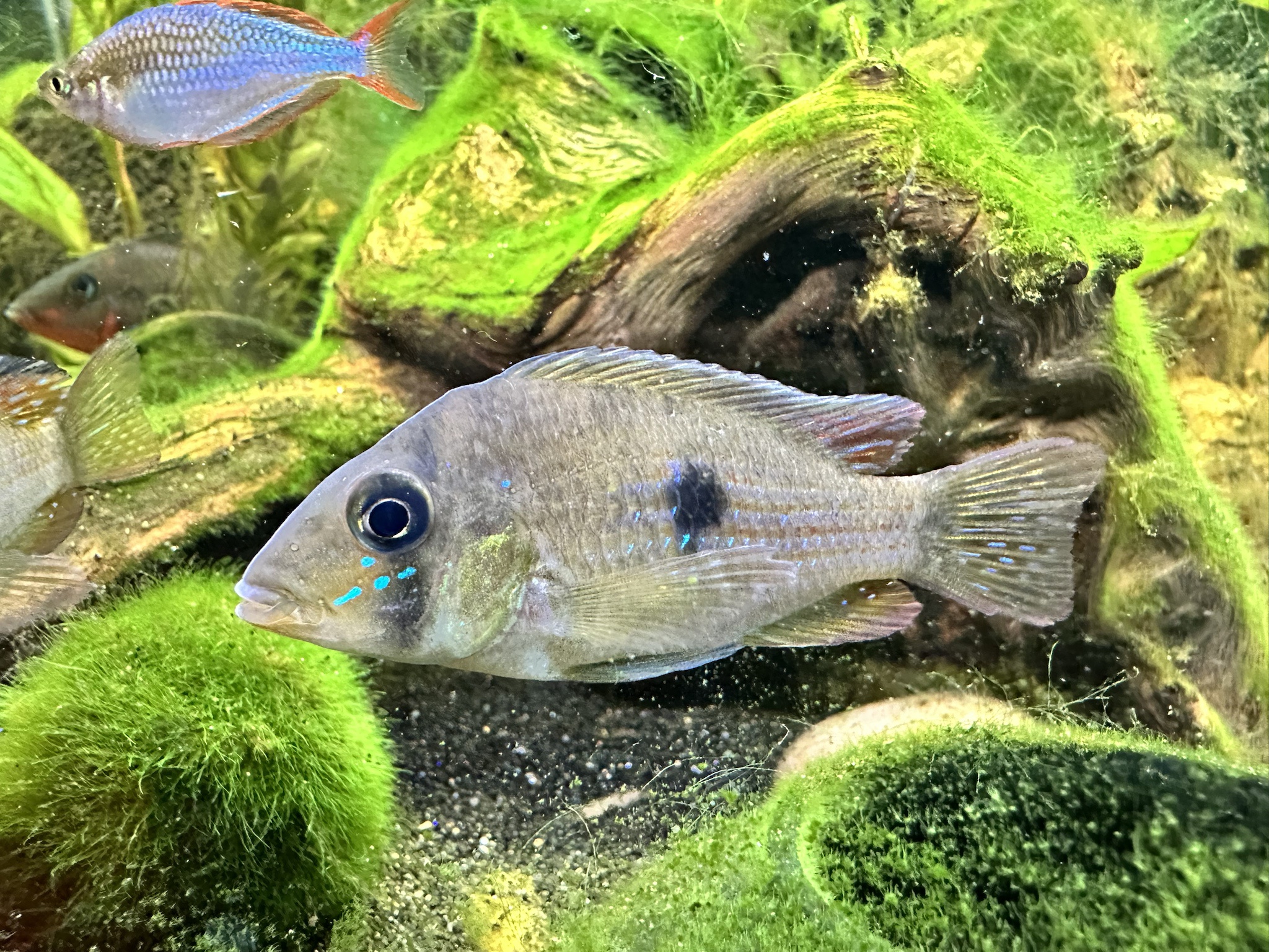 Meet the Gymnogeophagus terrapurpura