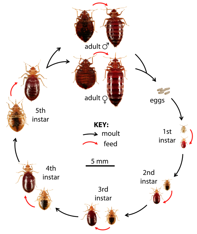 The Life Cycle of Bed Bugs: A Closer Look