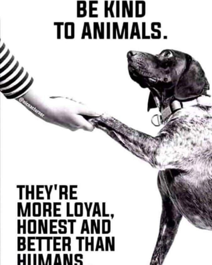 The Ultimate Dog Meme Collection