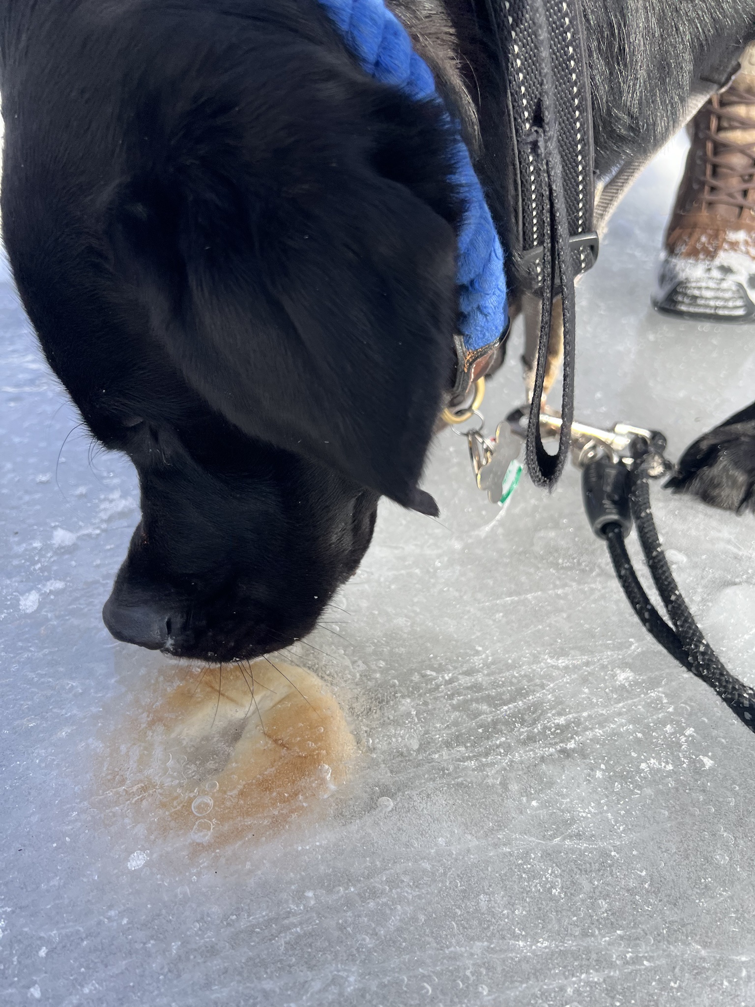 Yogi discovered a bagel frozen in ice during our walk!