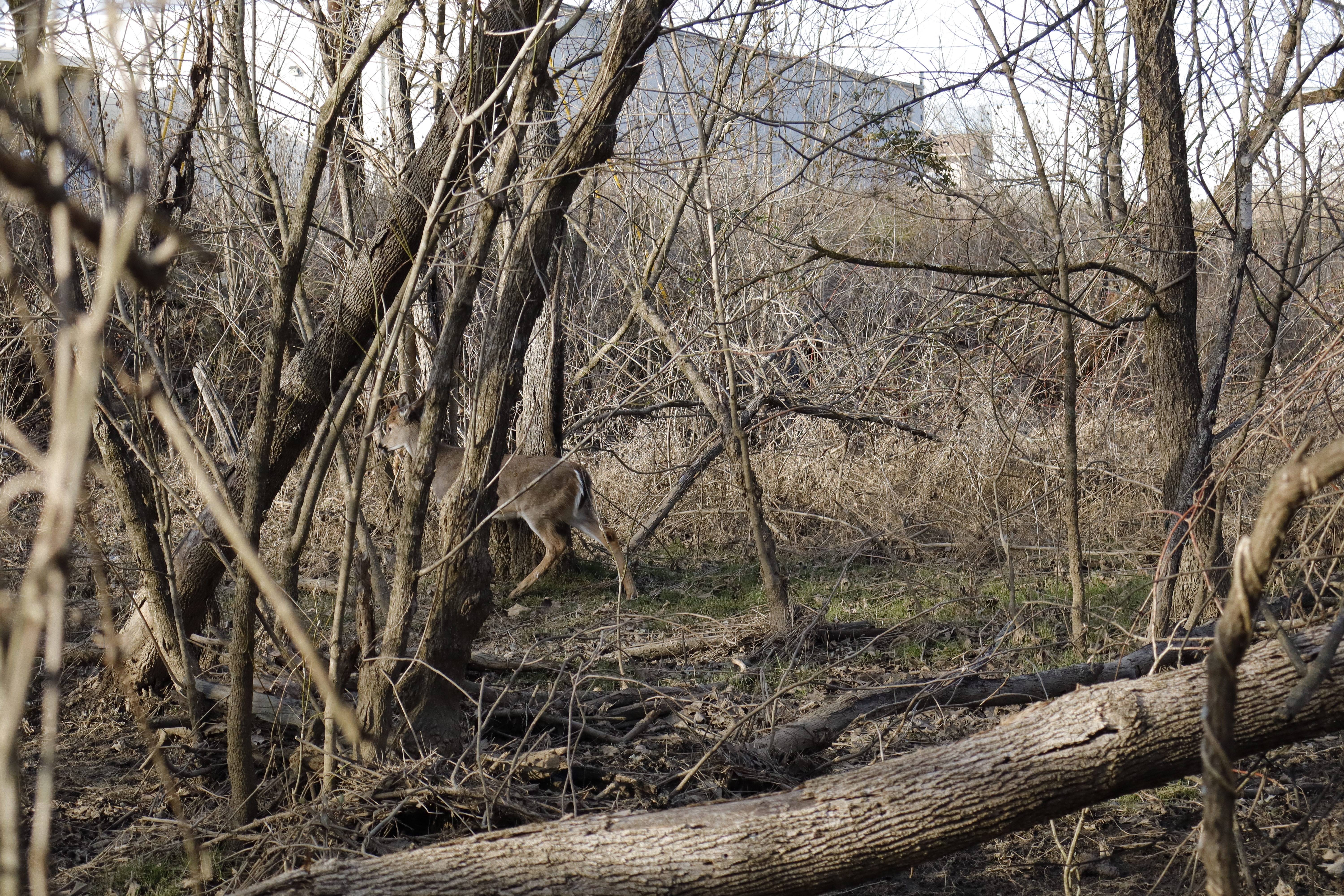 Capturing the Beauty of Deer: A Photographer's Joy