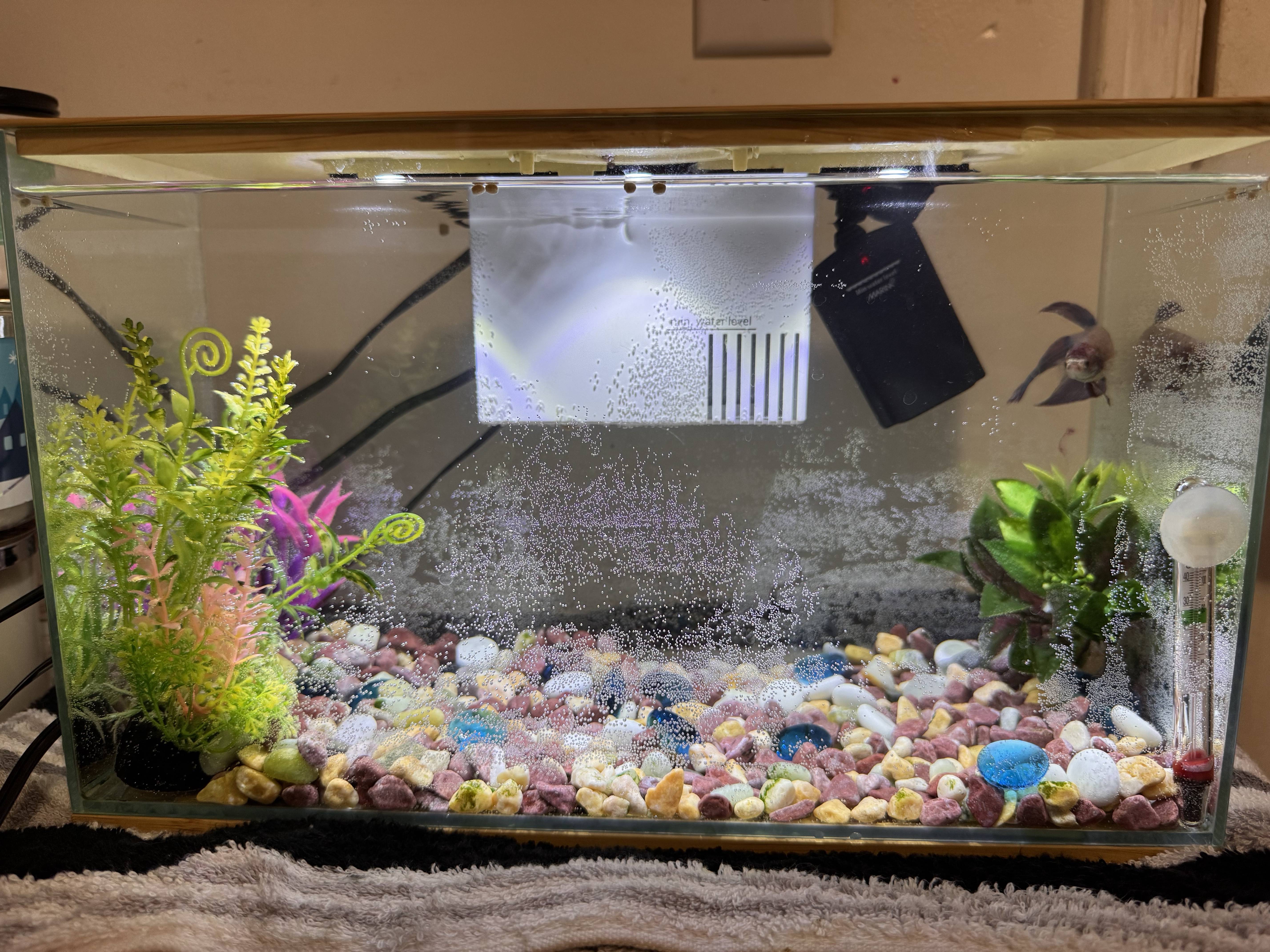 Just a fish doing fish things.