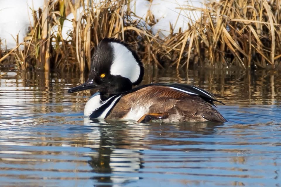 The Elegant Hooded Merganser in Action