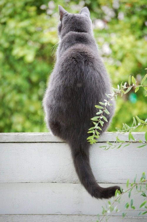 Meet Today's Cat: The Feline Star of the Day