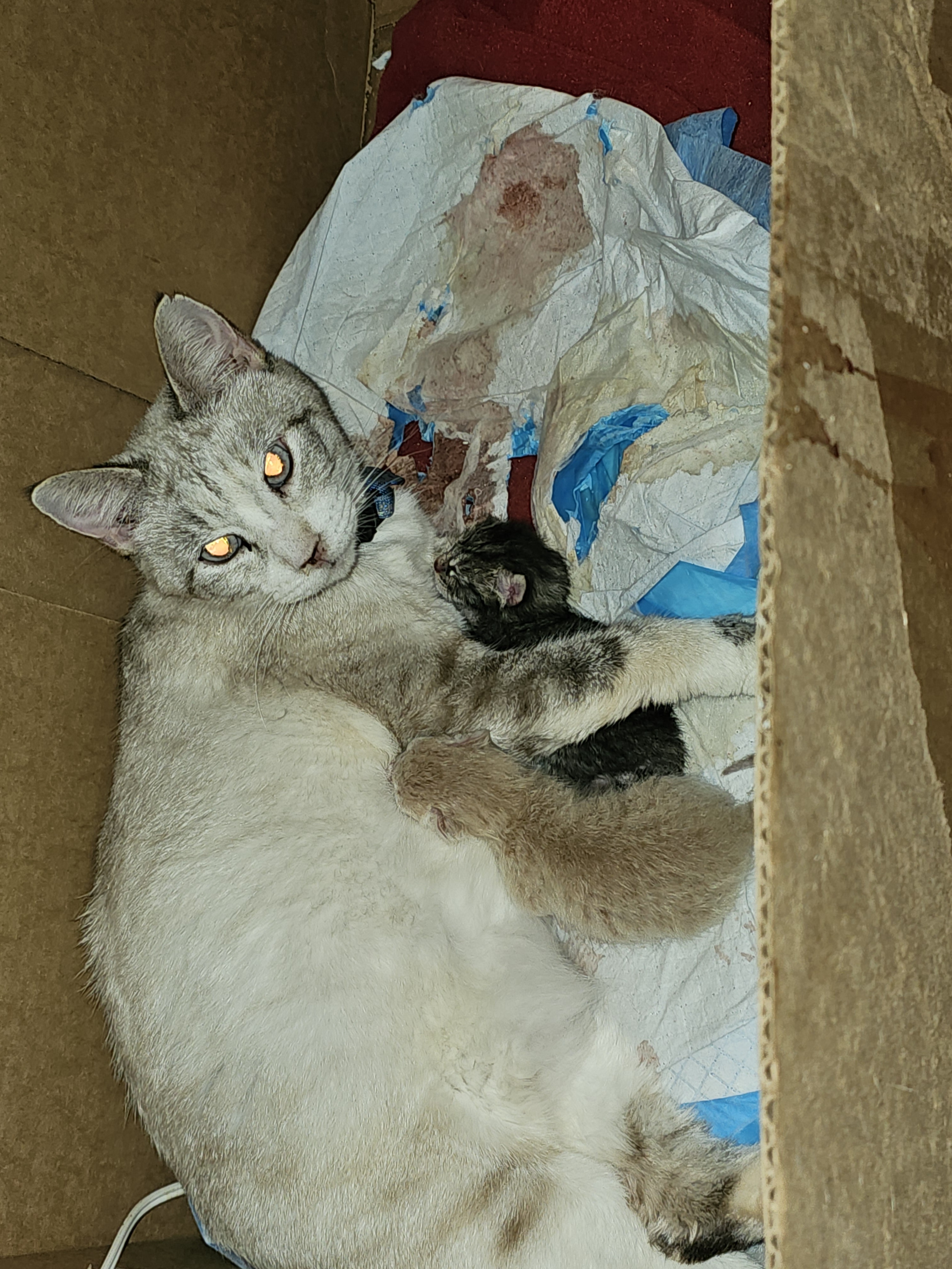 A heartwarming scene of a mama cat with her adorable kittens.